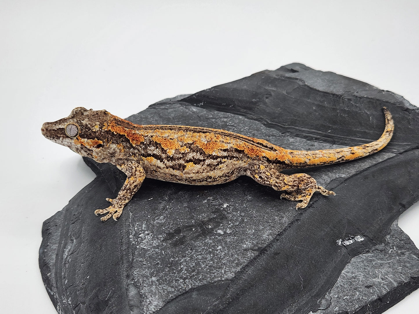 Gargoyle Gecko - SOLD - Female DOB 06-25-22 - (Griffin x Licorice)