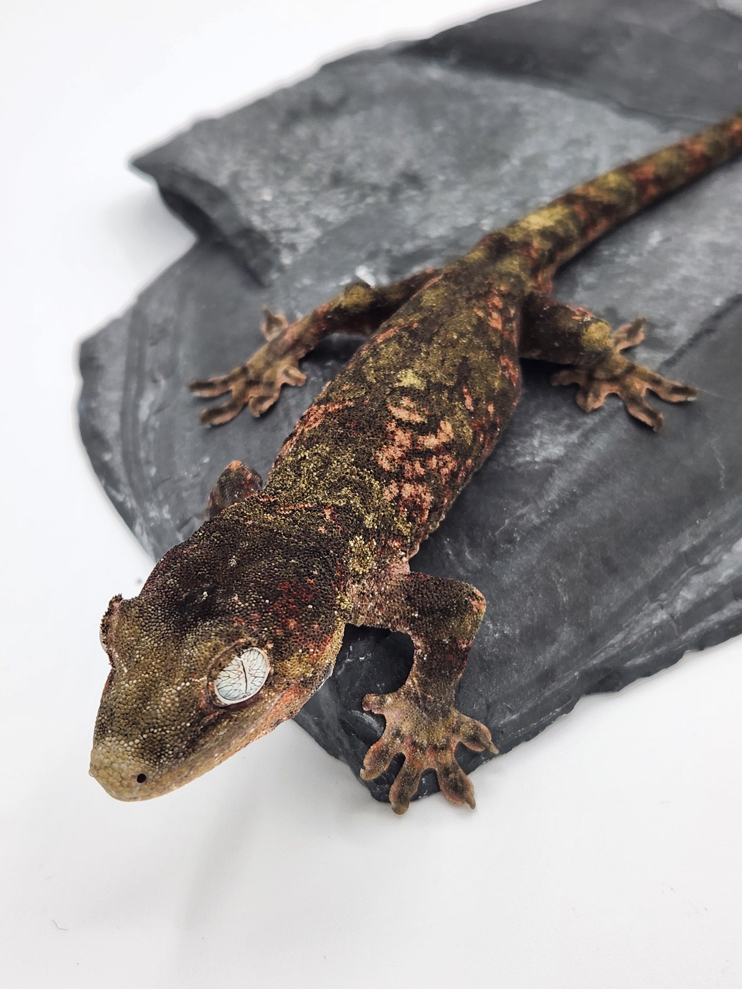 Chahoua Gecko - Male PI DOB 12-20-22 (Jor-El x Buttercup)