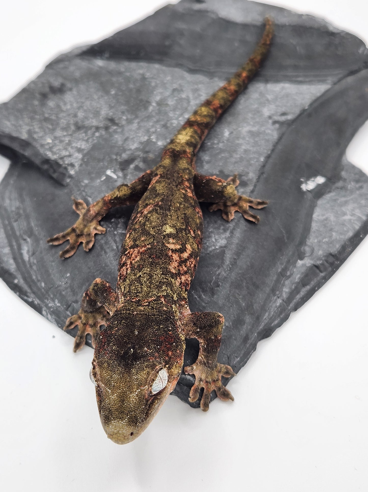 Chahoua Gecko - Male PI DOB 12-20-22 (Jor-El x Buttercup)