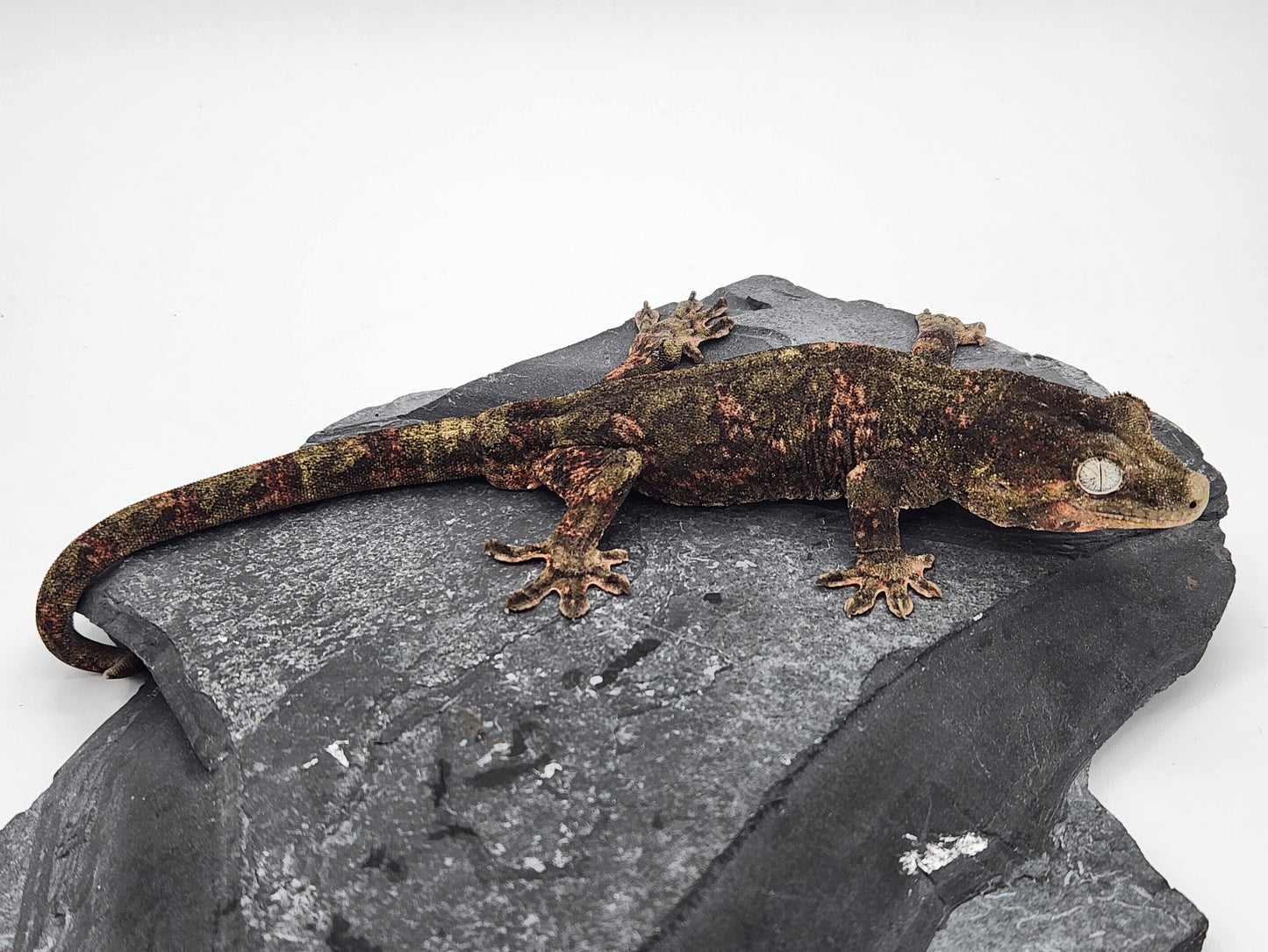 Chahoua Gecko - Male PI DOB 12-20-22 (Jor-El x Buttercup)