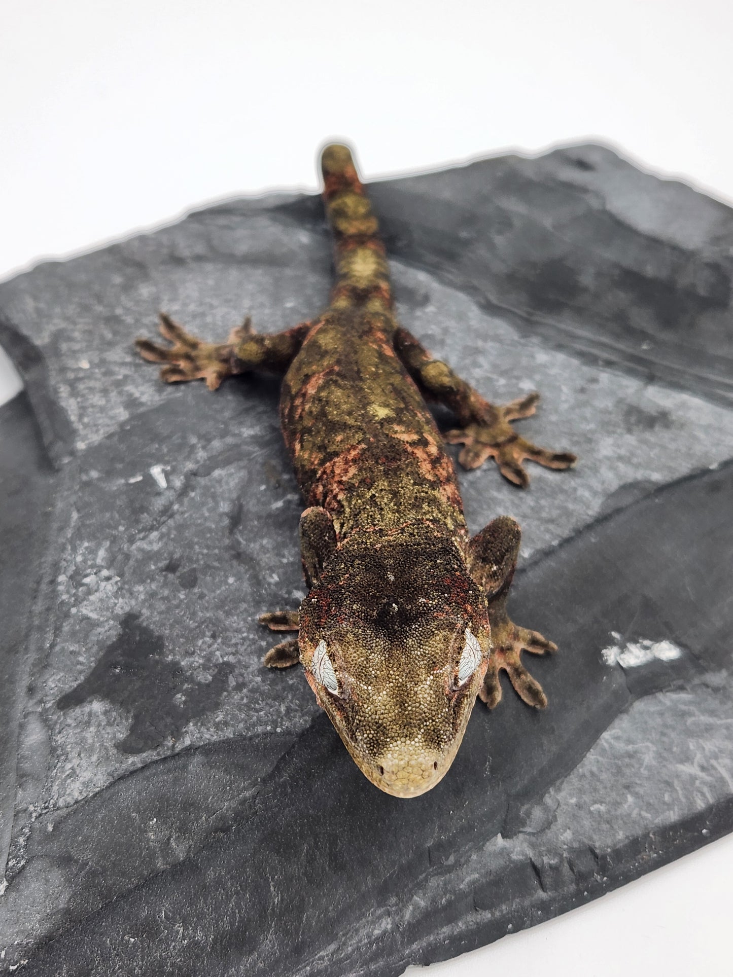 Chahoua Gecko - Male PI DOB 12-20-22 (Jor-El x Buttercup)