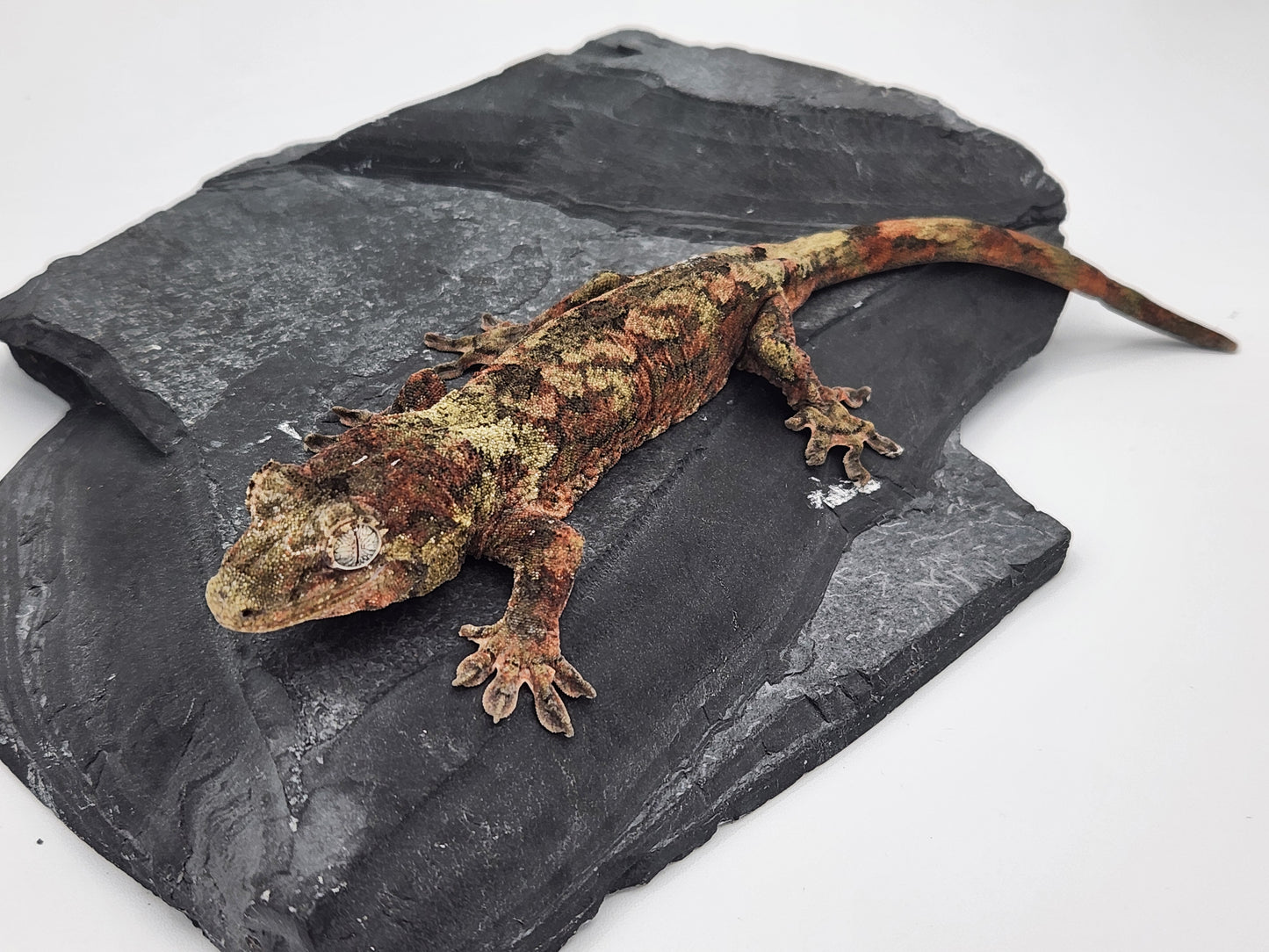 Chahoua Gecko - Female PI DOB 11-16-22 (Idaho x Tokay)