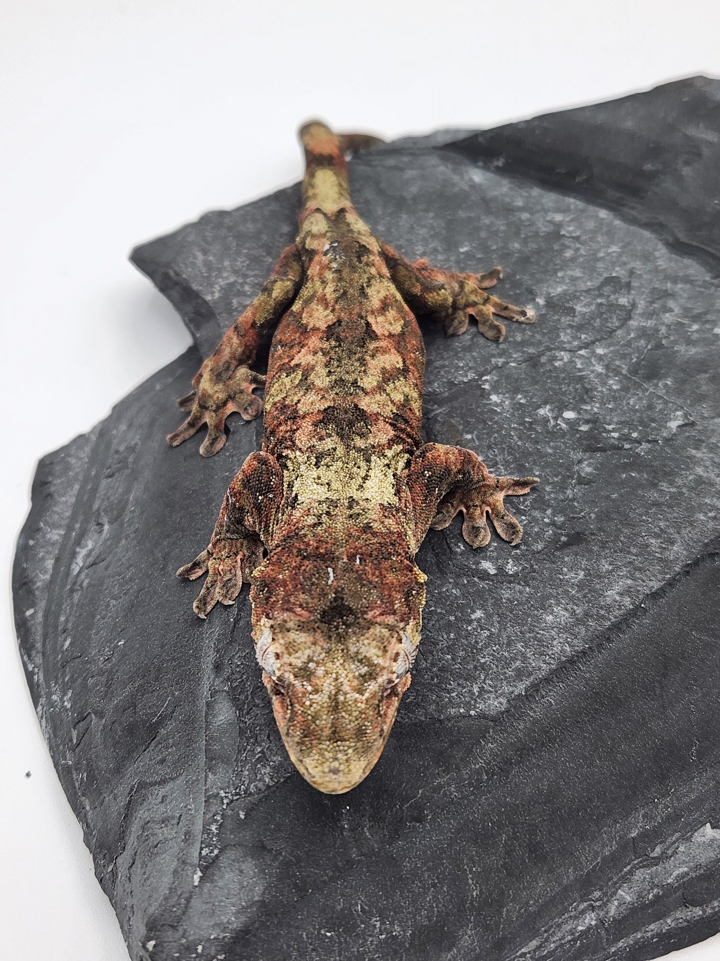 Chahoua Gecko - Female PI DOB 11-16-22 (Idaho x Tokay)