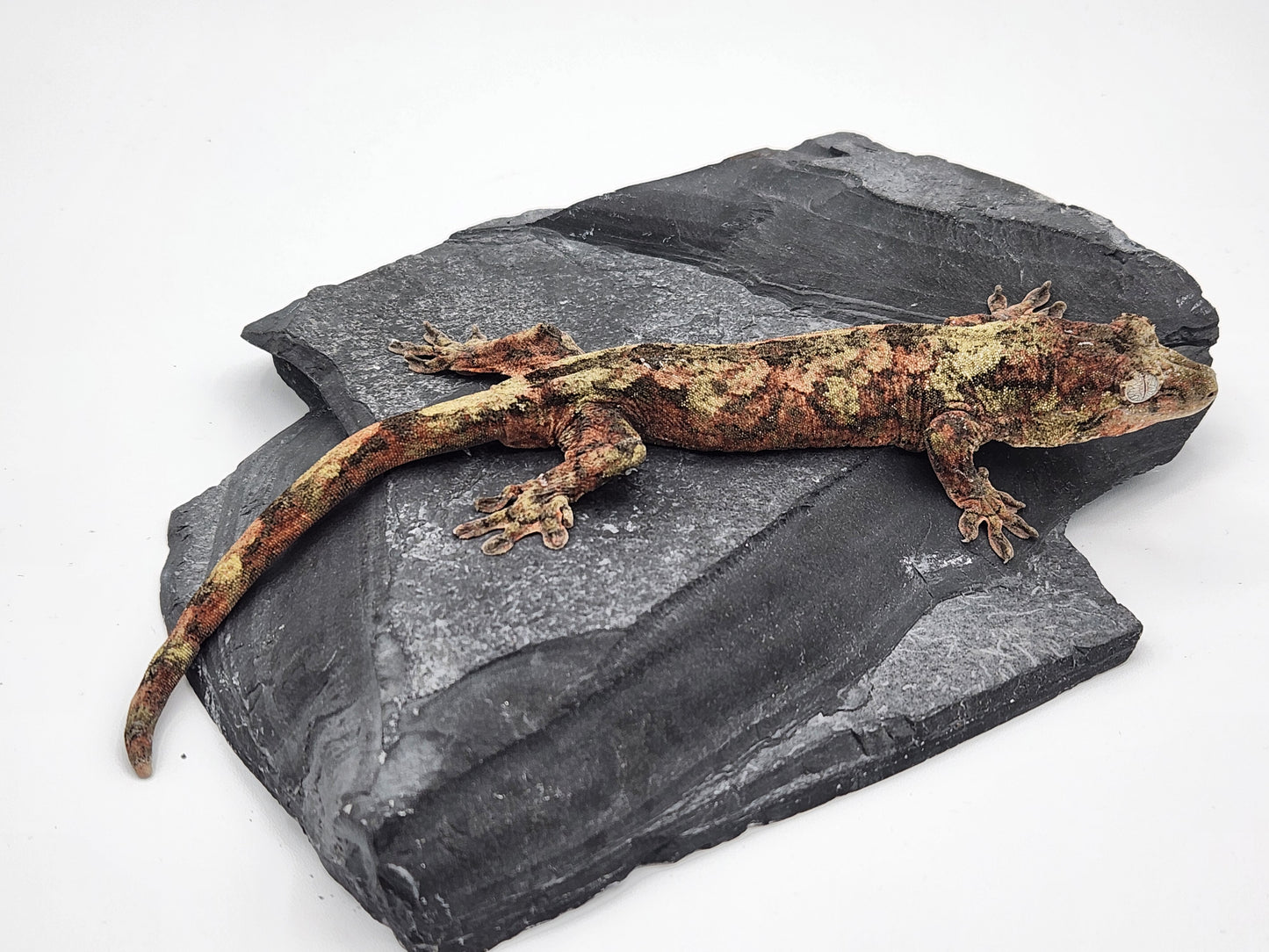 Chahoua Gecko - Female PI DOB 11-16-22 (Idaho x Tokay)