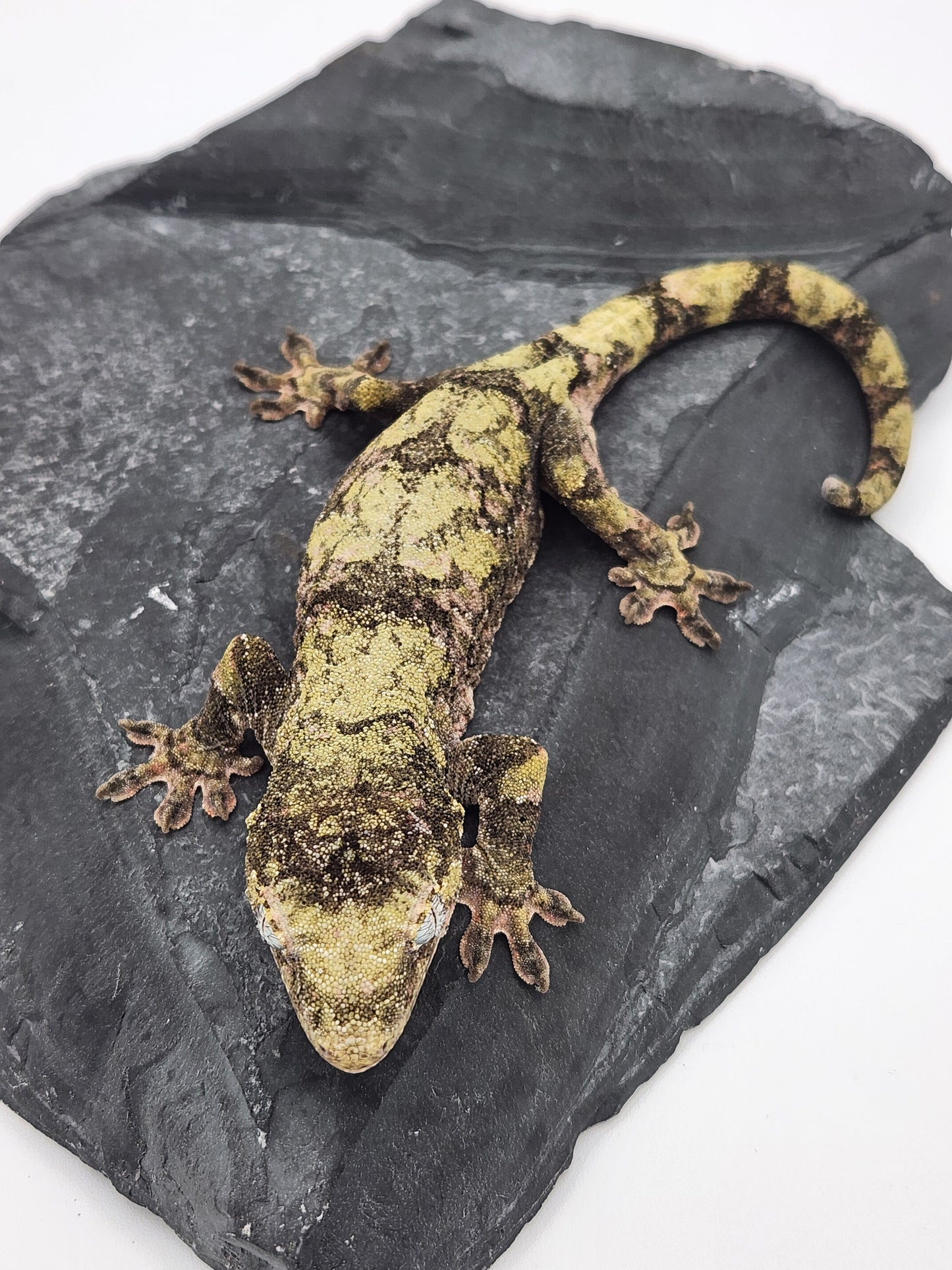 Chahoua Gecko - Female PI DOB 09-06-22 (Idaho x Tokay)