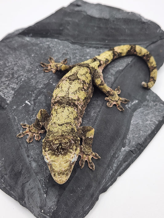 Chahoua Gecko - Female PI DOB 09-06-22 (Idaho x Tokay)