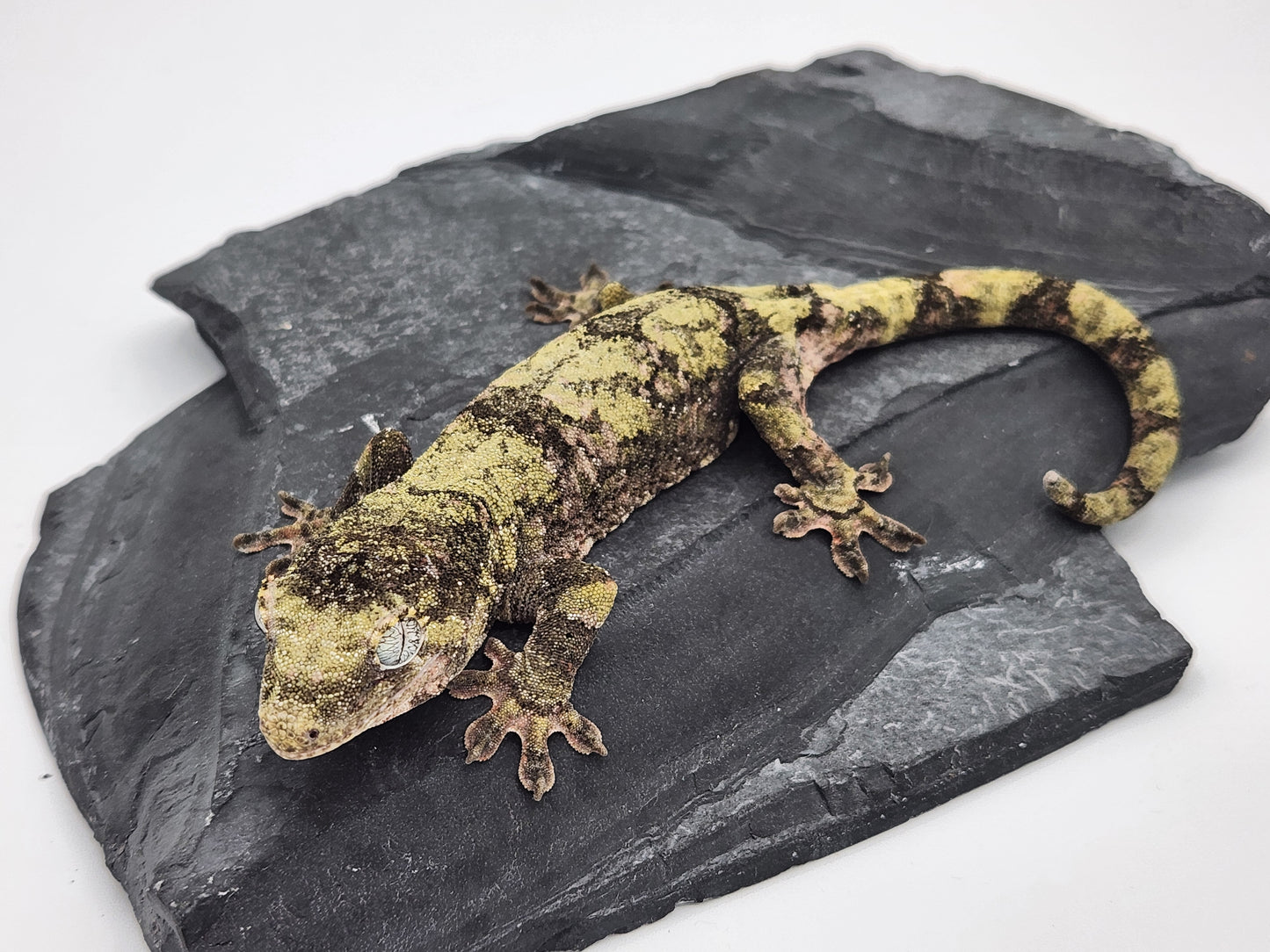 Chahoua Gecko - Female PI DOB 09-06-22 (Idaho x Tokay)