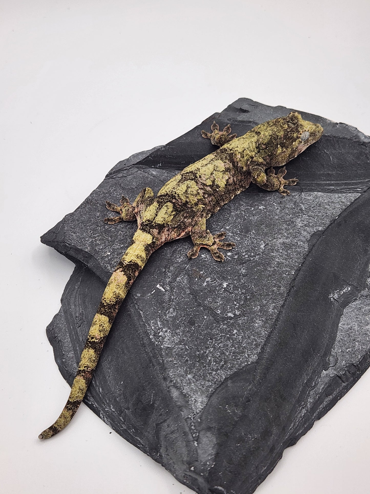 Chahoua Gecko - Female PI DOB 09-06-22 (Idaho x Tokay)