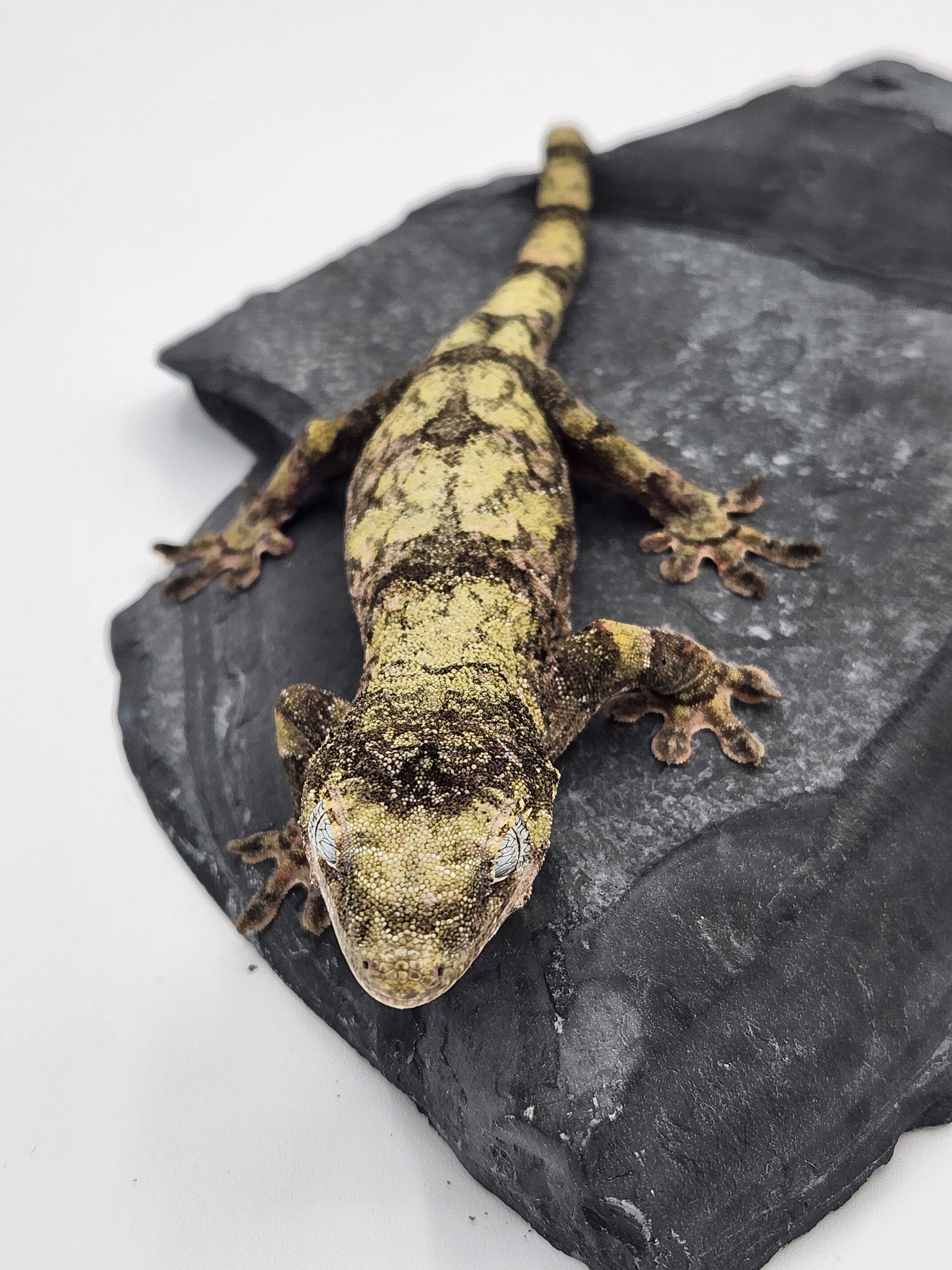 Chahoua Gecko - Female PI DOB 09-06-22 (Idaho x Tokay)