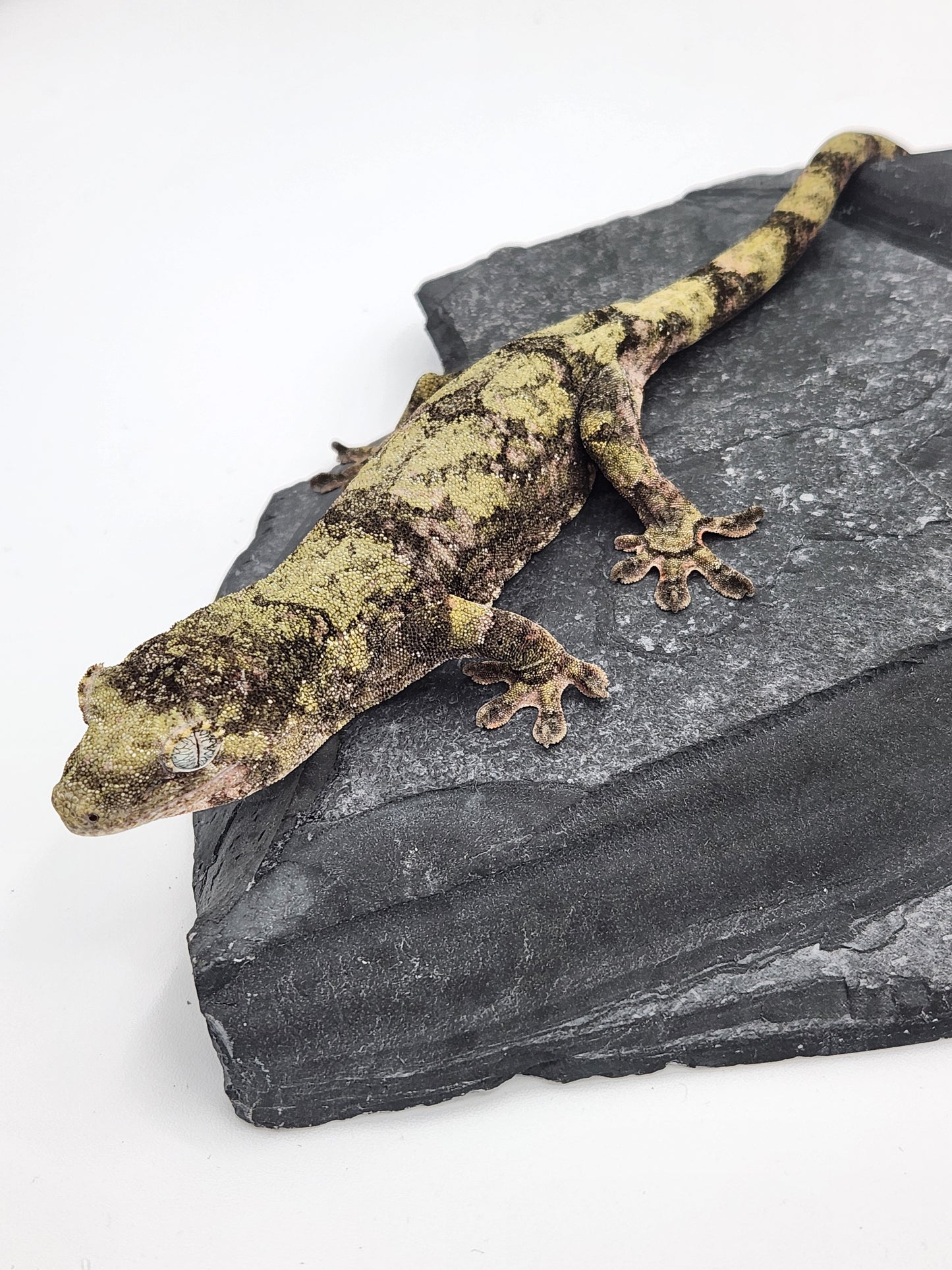 Chahoua Gecko - Female PI DOB 09-06-22 (Idaho x Tokay)