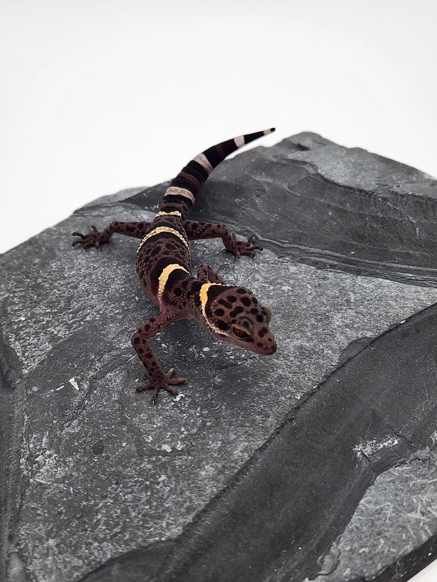 Chinese Cave Gecko - Female - Ross B #11