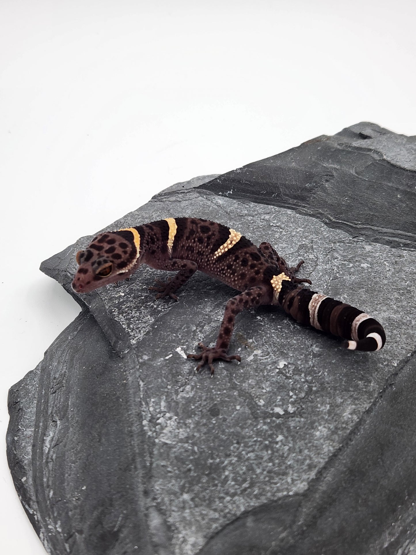 Chinese Cave Gecko - Female - Ross B #11
