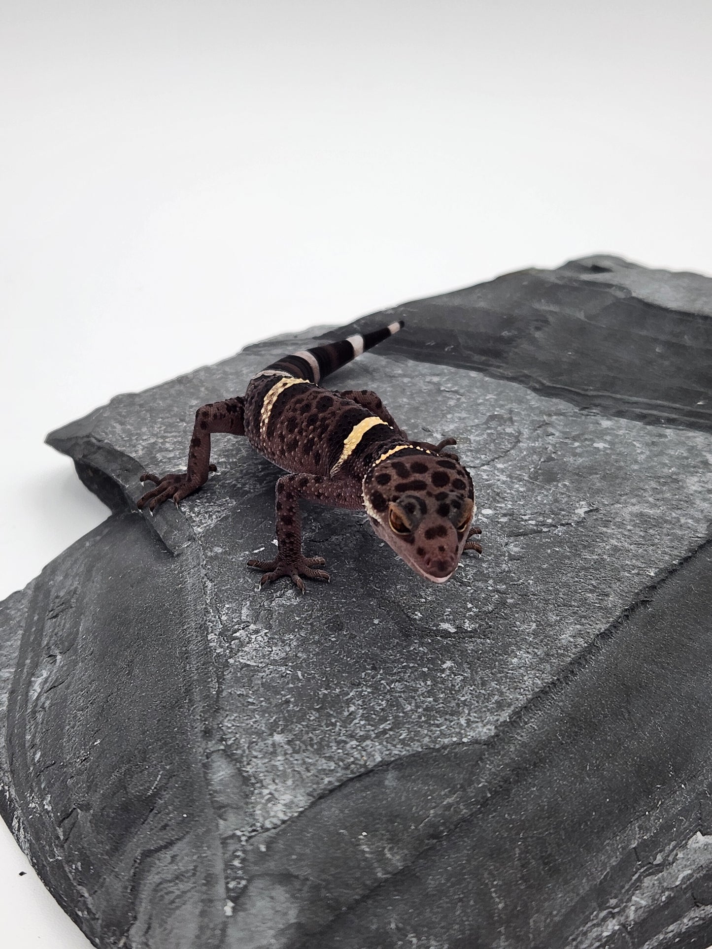 Chinese Cave Gecko - Female - Ross B #11