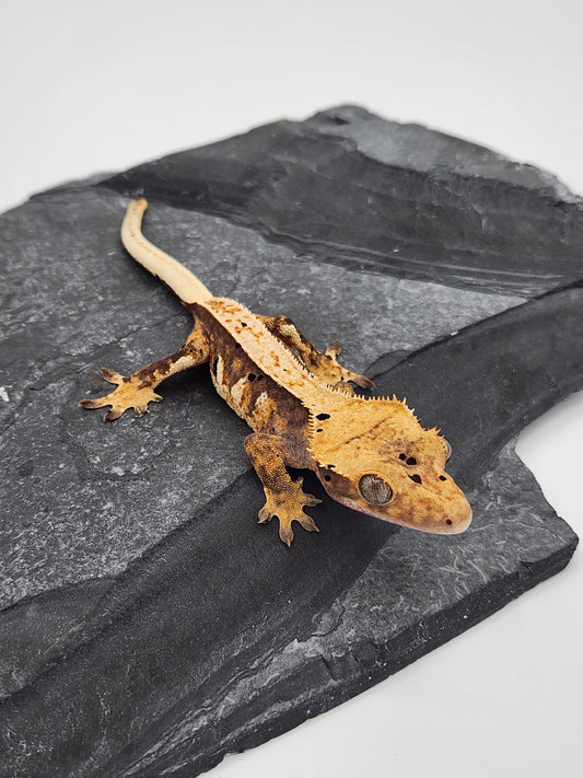 Crested Gecko - Female DOB 11-08-23 (Chai x Echo #13)