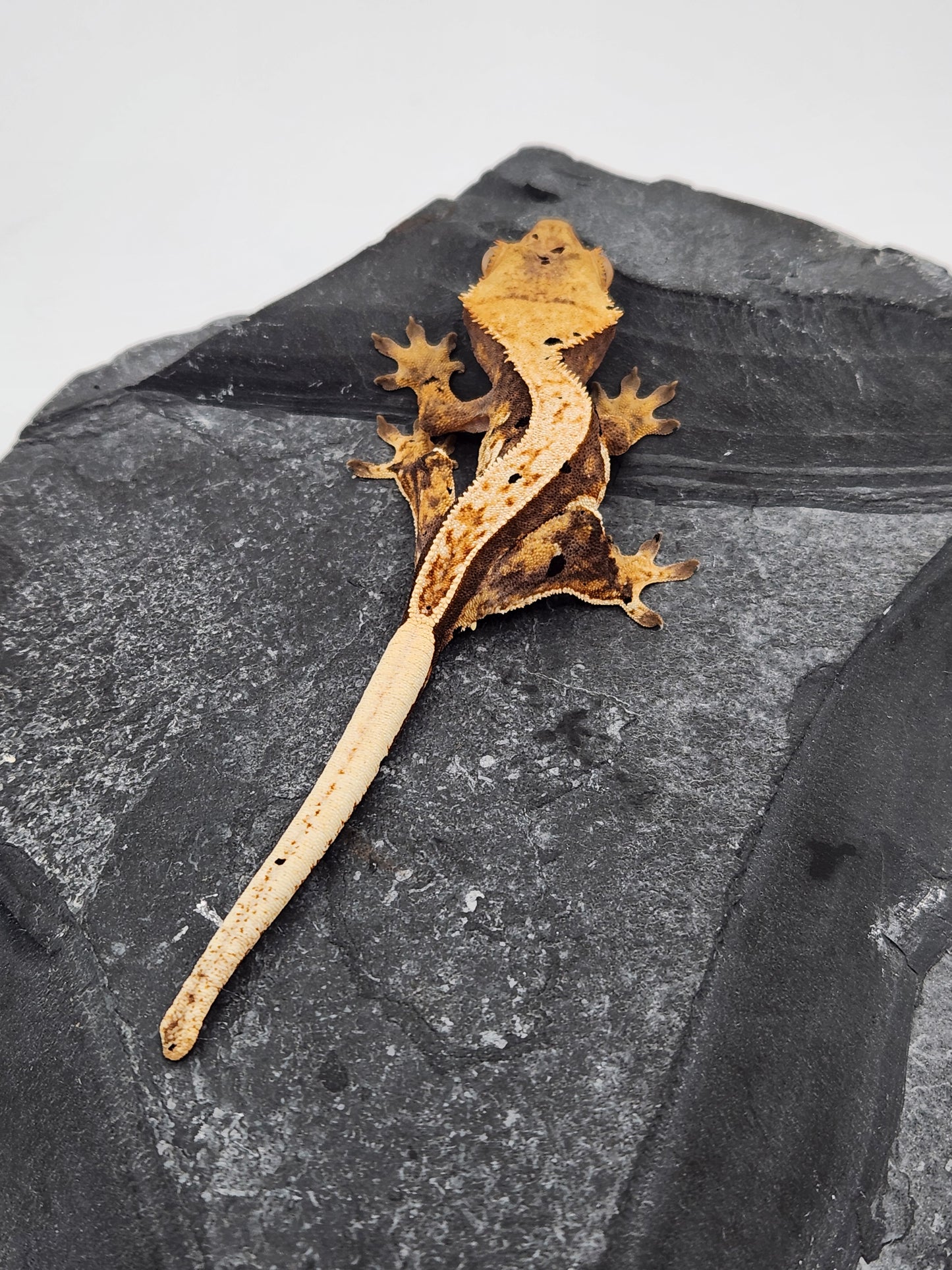 Crested Gecko - Female DOB 11-08-23 (Chai x Echo #13)
