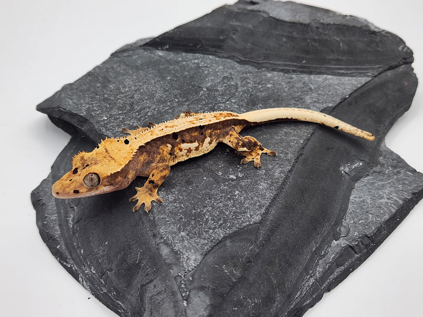 Crested Gecko - Female DOB 11-08-23 (Chai x Echo #13)