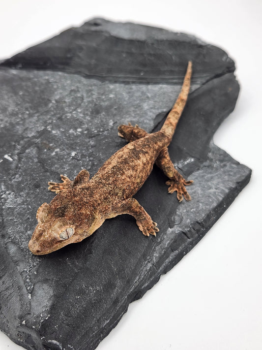 Chahoua Gecko - Possible Female PI DOB 11-27-23 (Kermit x Sophia)