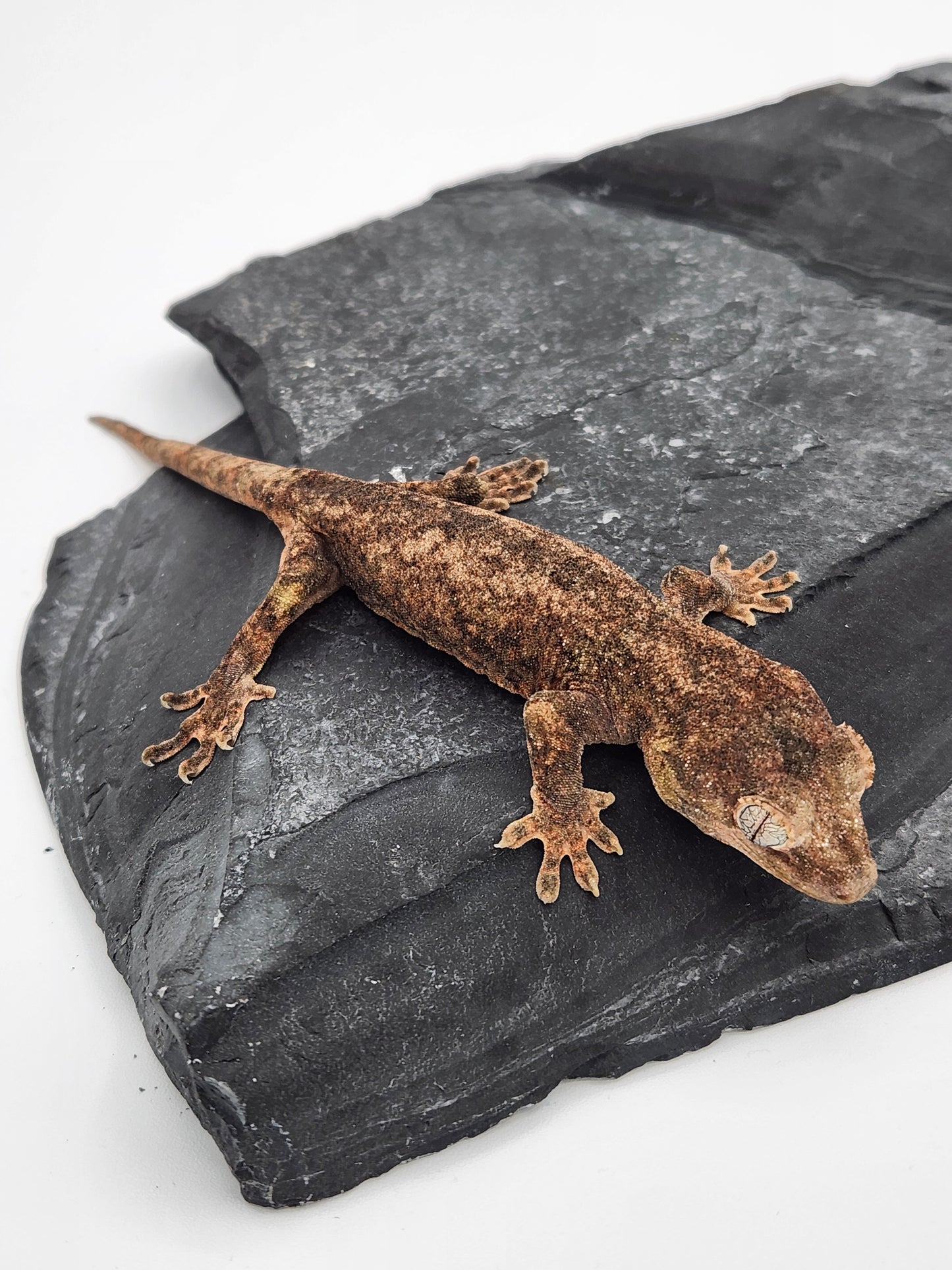 Chahoua Gecko - Possible Female PI DOB 11-27-23 (Kermit x Sophia)