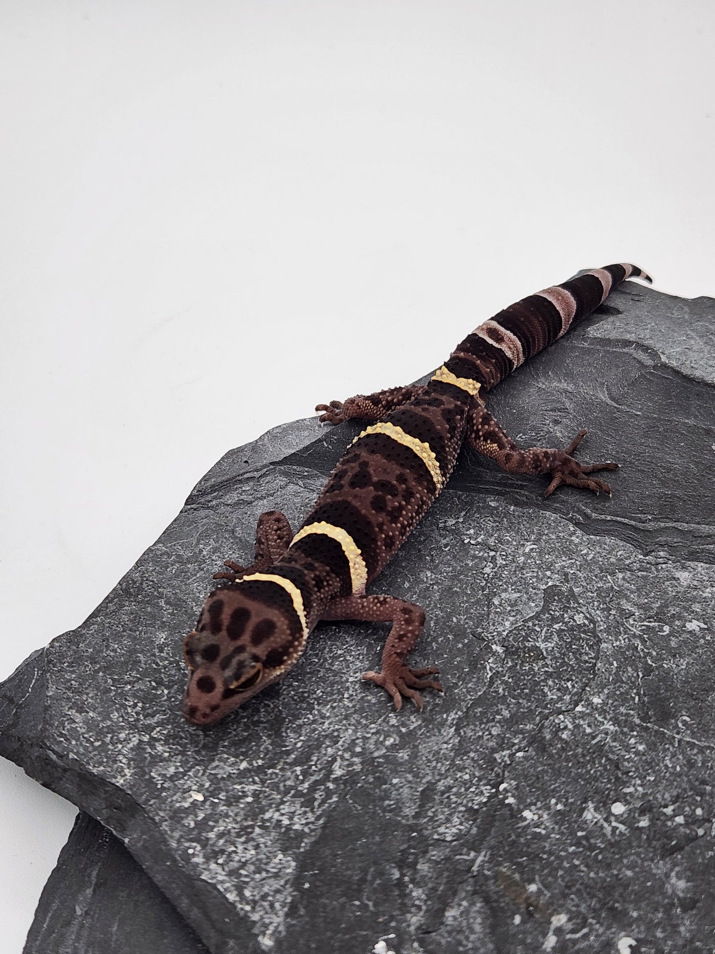 Chinese Cave Gecko - Male - Ross B #12