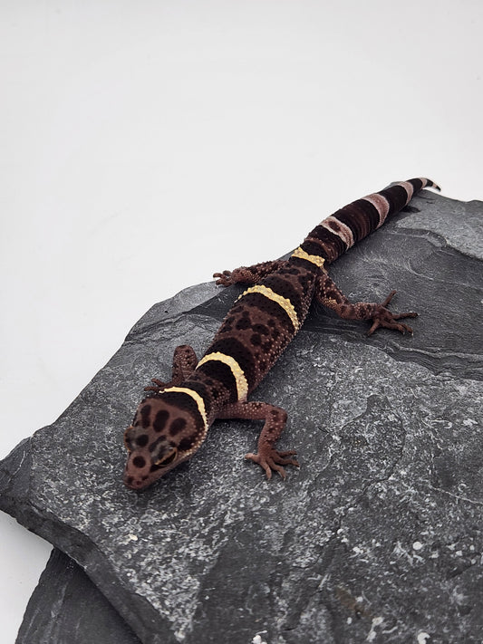 Chinese Cave Gecko - Male - Ross B #12