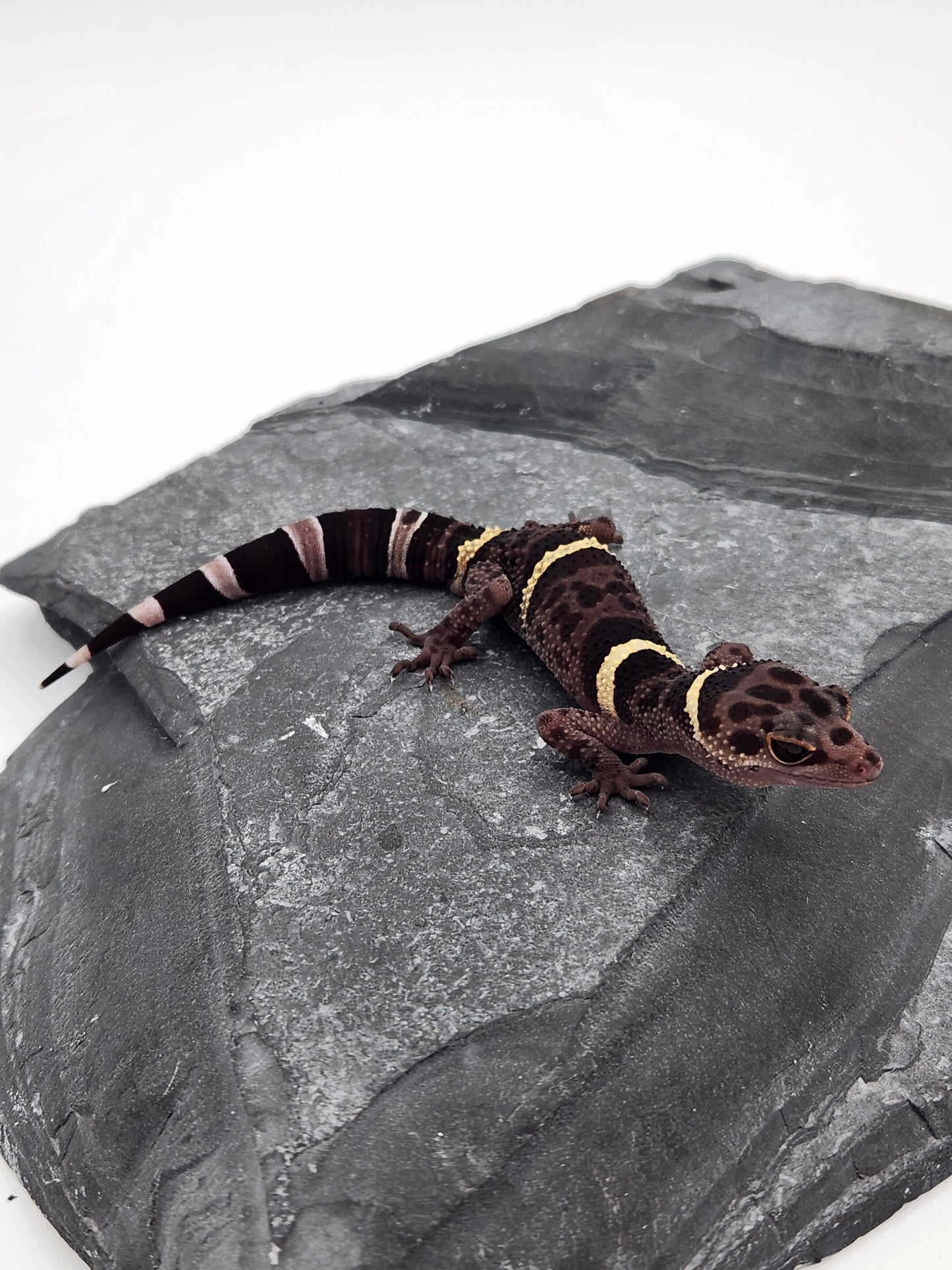 Chinese Cave Gecko - Male - Ross B #12