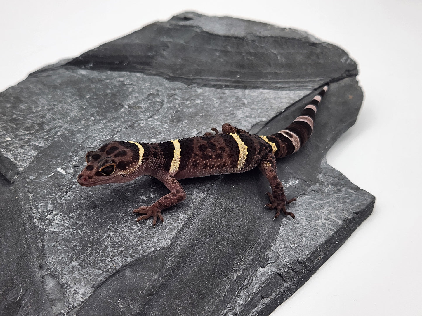 Chinese Cave Gecko - Male - Ross B #12