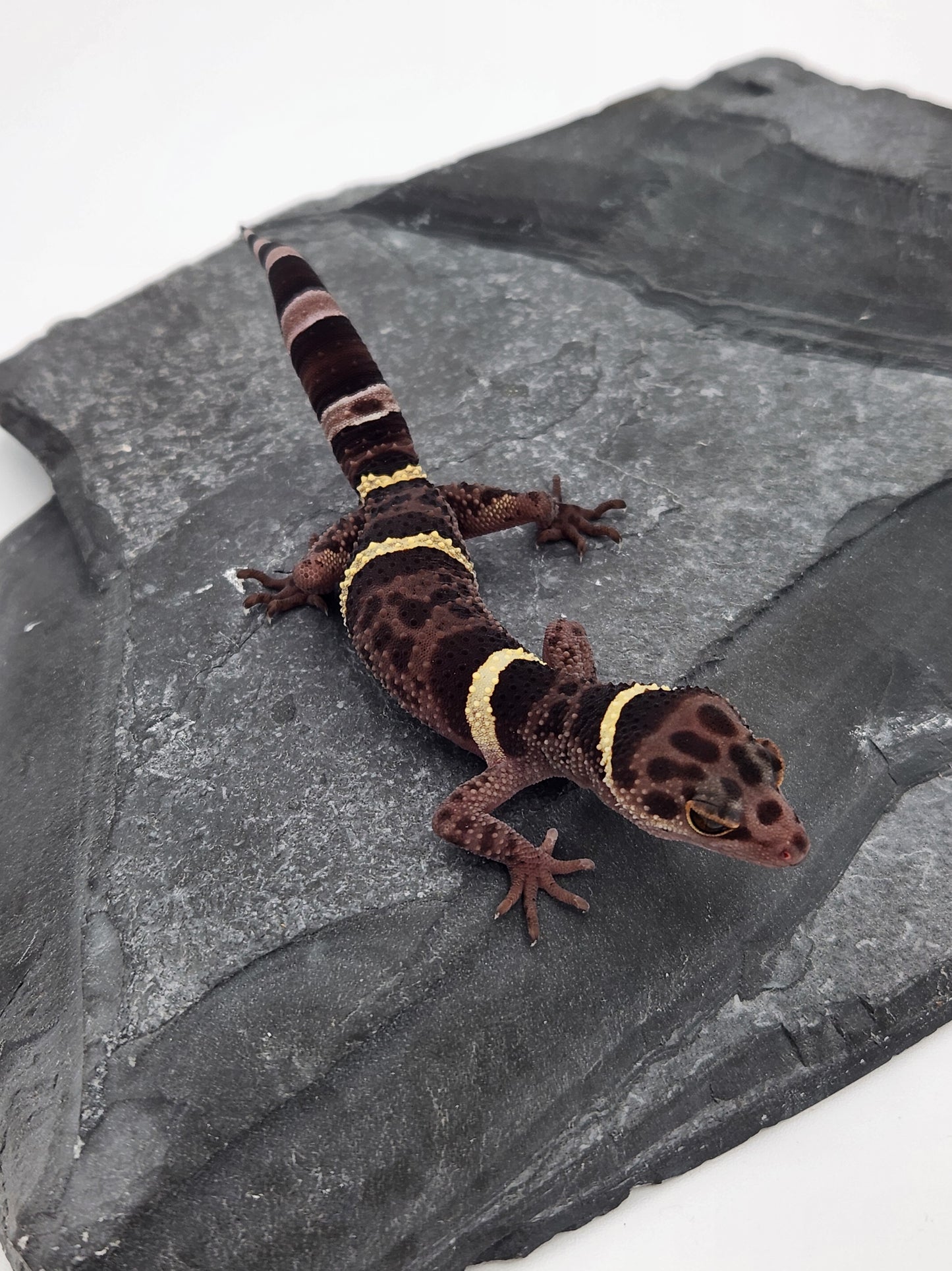 Chinese Cave Gecko - Male - Ross B #12