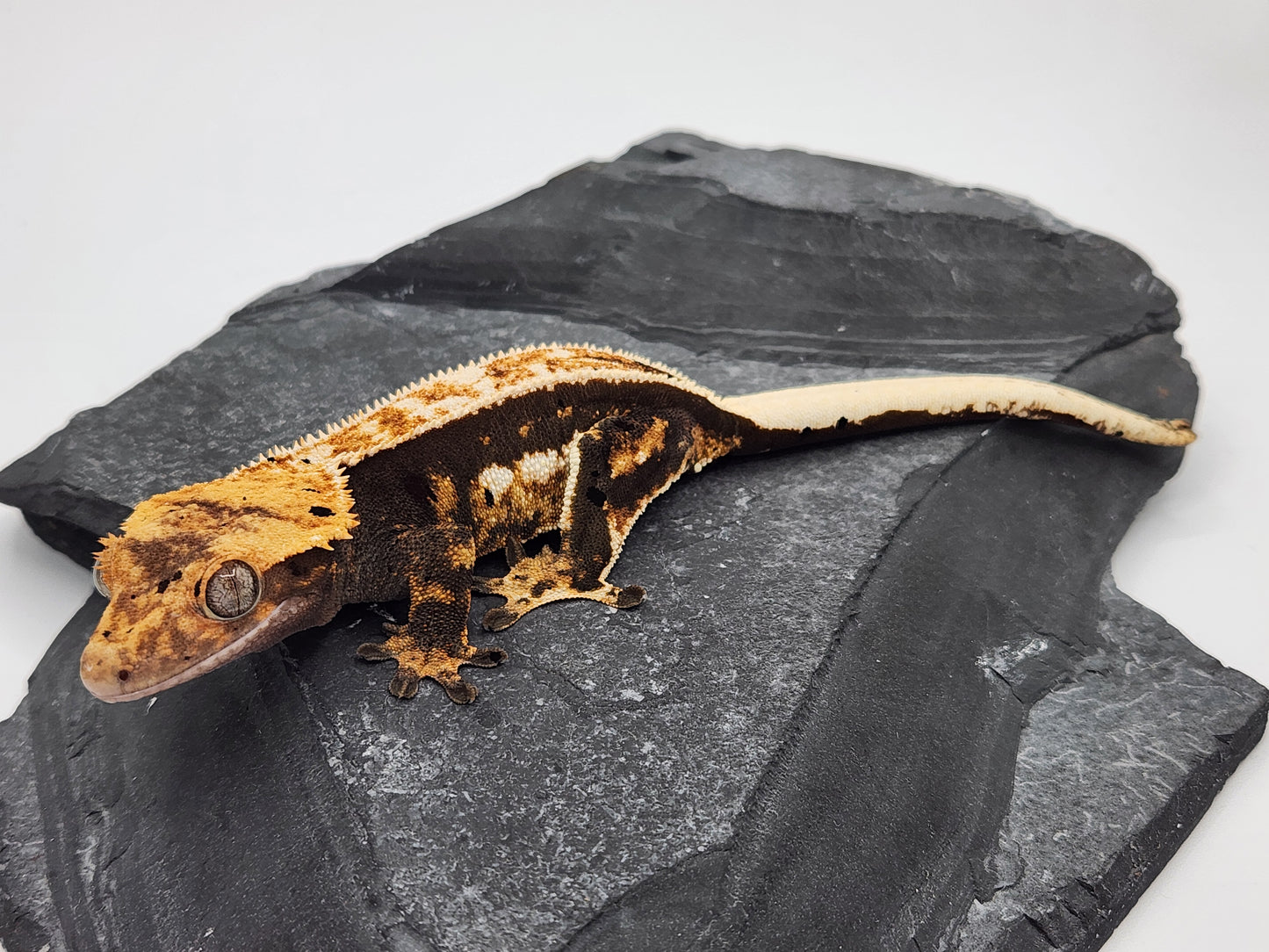 Crested Gecko - Female DOB 06-06-23 (Chai x Echo 7)