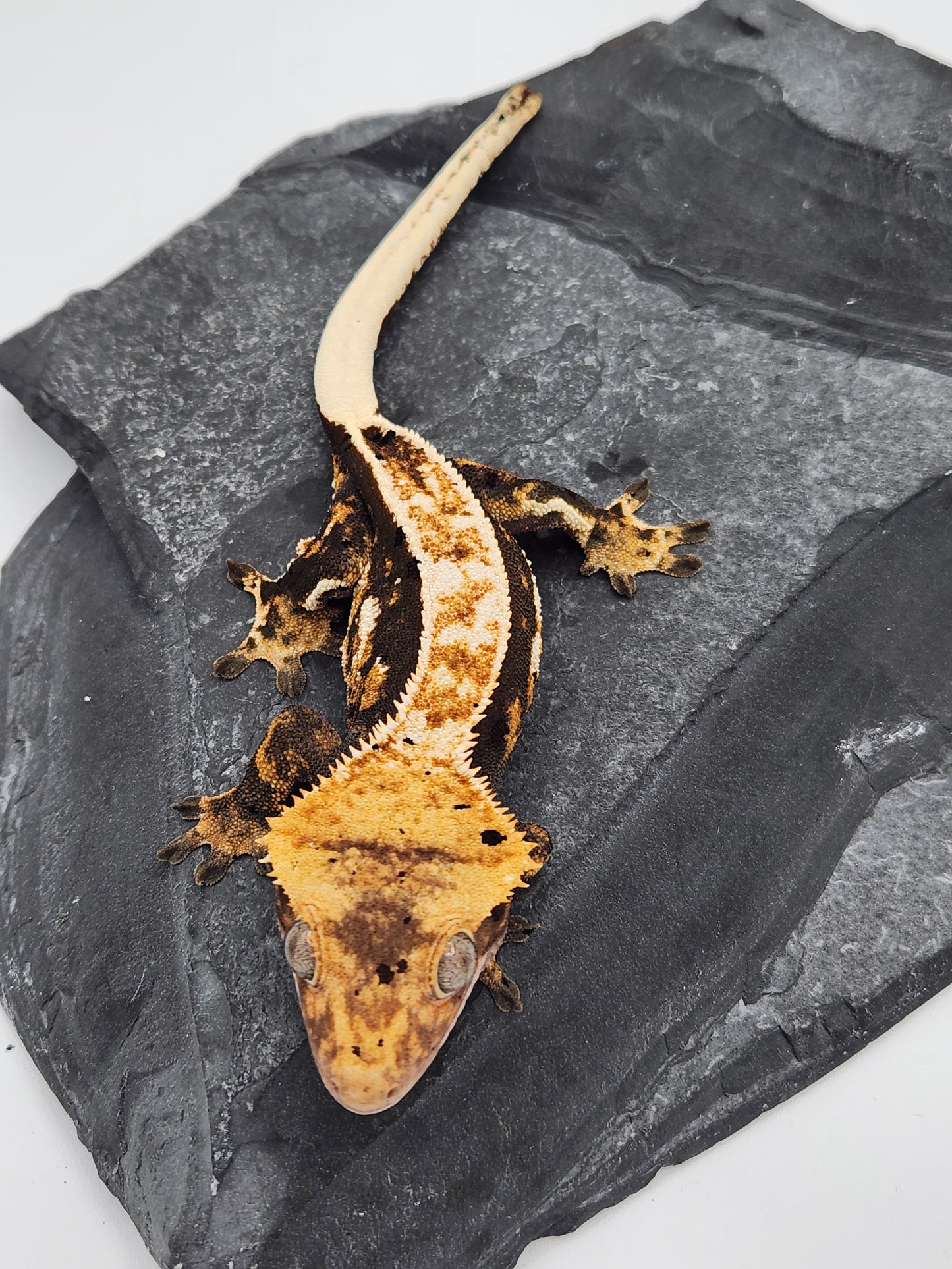 Crested Gecko - Female DOB 06-06-23 (Chai x Echo 7)