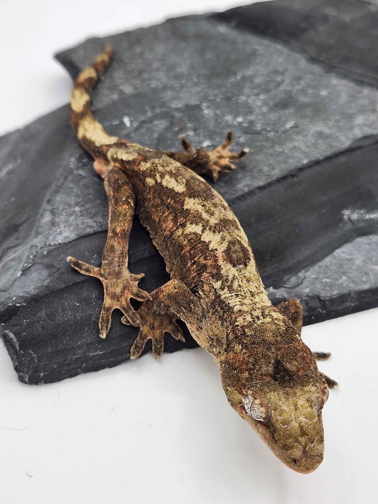 Chahoua Gecko - Male PI DOB 09-18-23 (Kermit x Sophia)