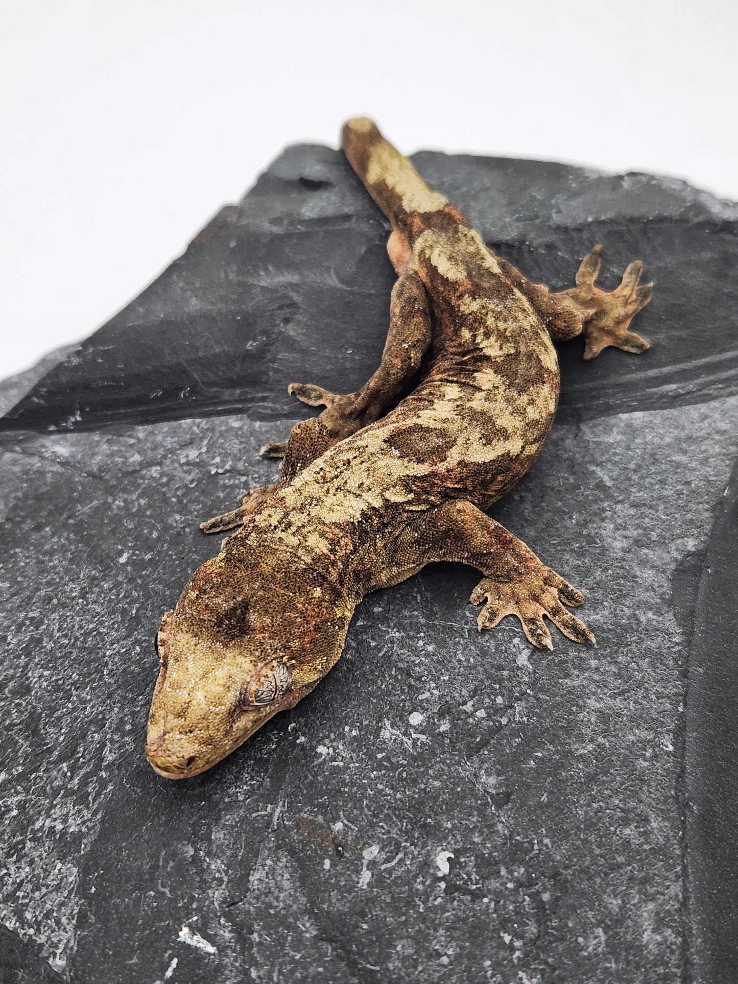 Chahoua Gecko - Male PI DOB 09-18-23 (Kermit x Sophia)