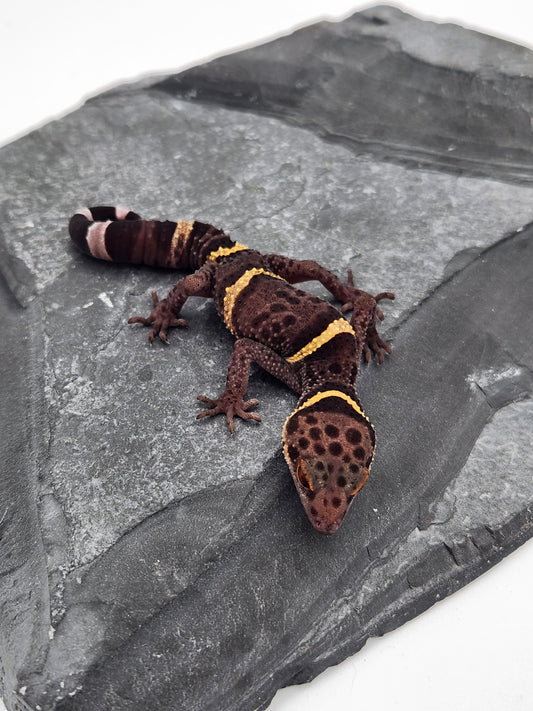 Chinese Cave Gecko - Male - Ross B #18