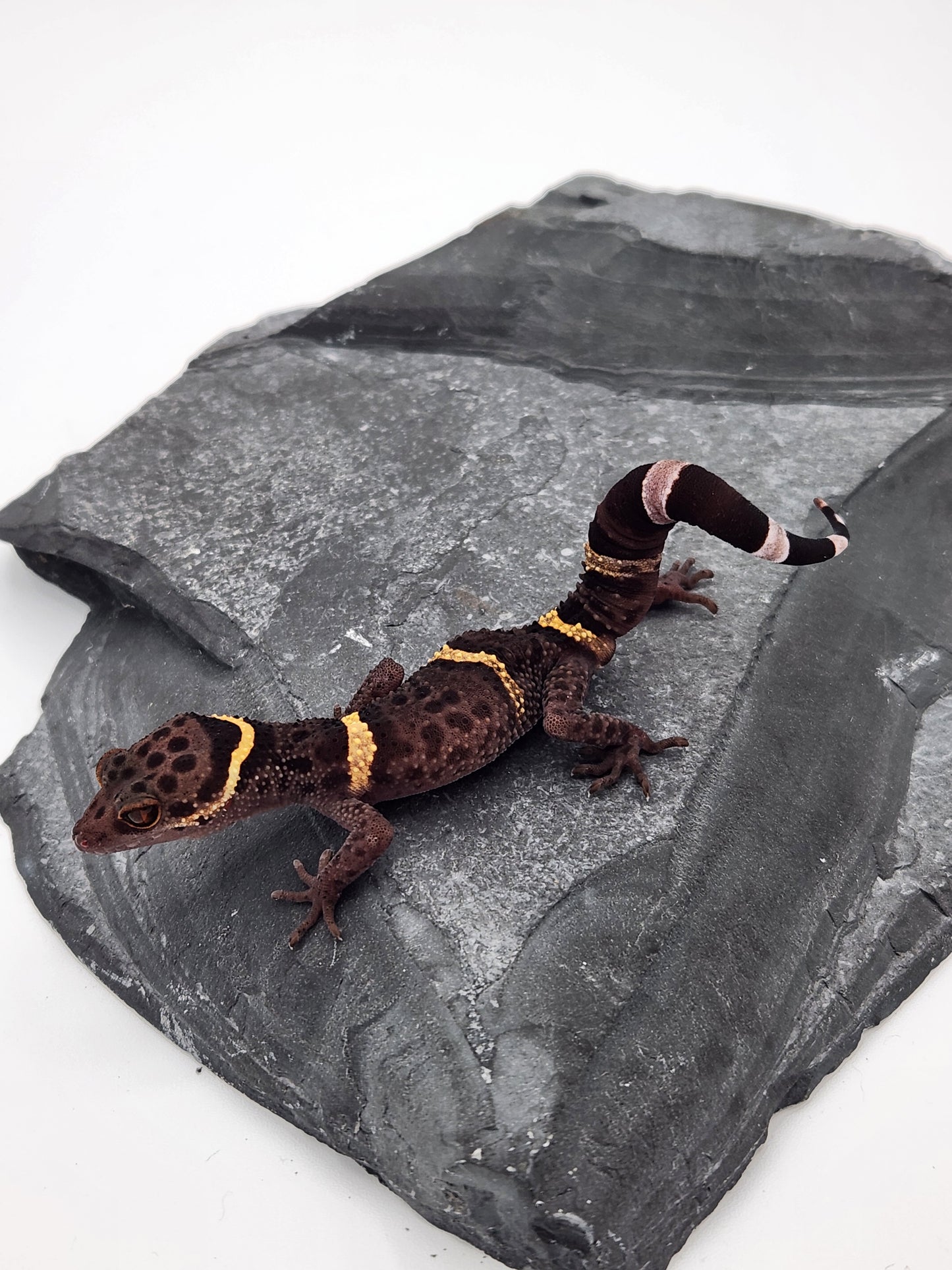 Chinese Cave Gecko - Male - Ross B #18