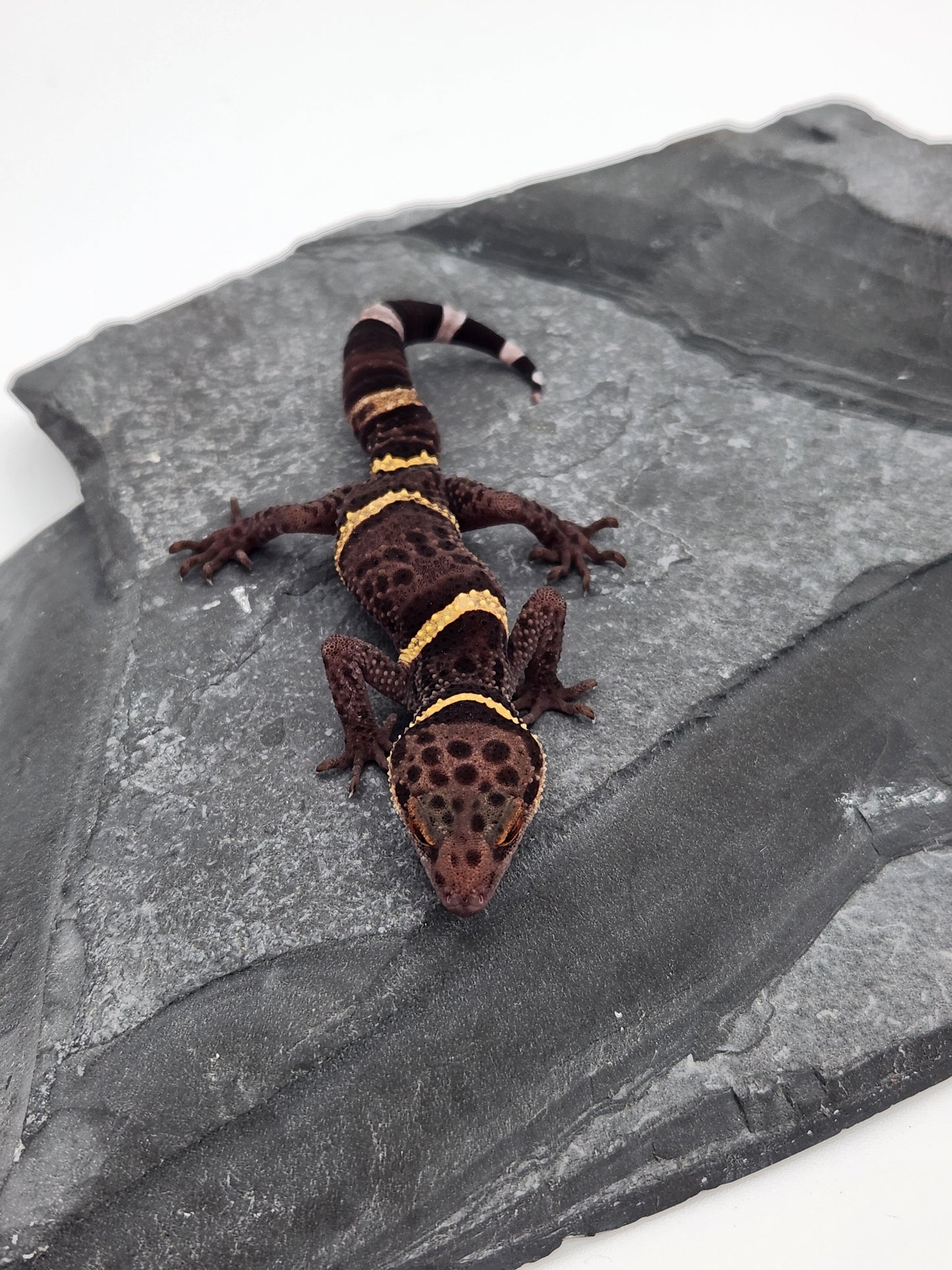 Chinese Cave Gecko - Male - Ross B #18