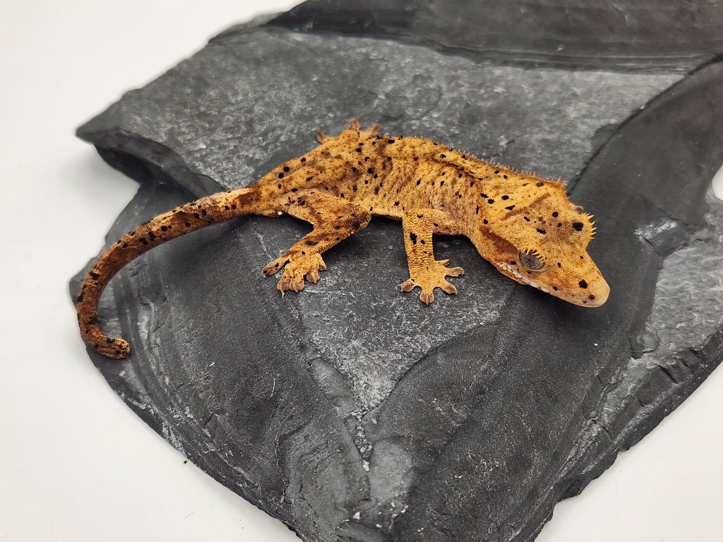 Crested Gecko - Female DOB 12-06-23 (Dot x Spot #8)