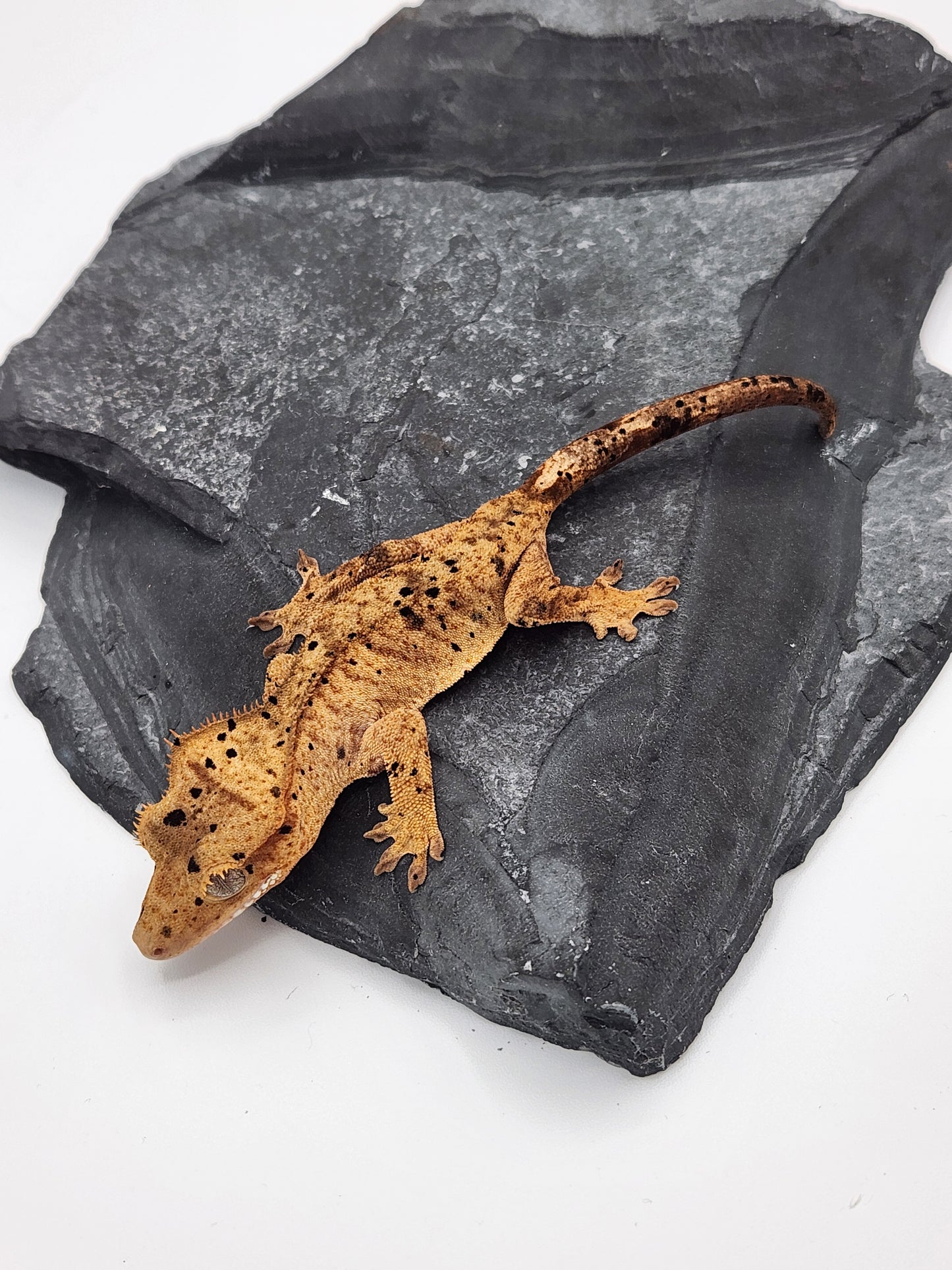 Crested Gecko - Female DOB 12-06-23 (Dot x Spot #8)