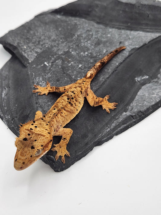 Crested Gecko - Female DOB 12-06-23 (Dot x Spot #8)