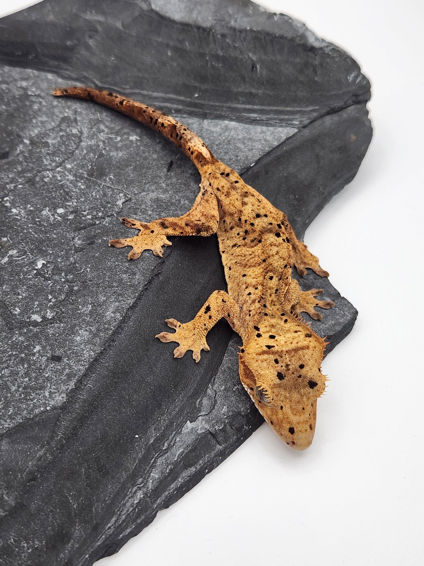 Crested Gecko - Female DOB 12-06-23 (Dot x Spot #8)