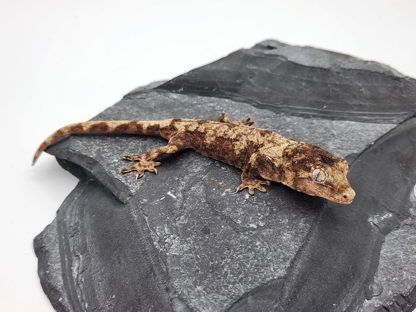 Chahoua Gecko - Possible Female PI DOB 01-08-24 (Kermit x Sophia)