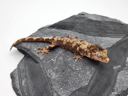 Chahoua Gecko - Possible Female PI DOB 01-08-24 (Kermit x Sophia)