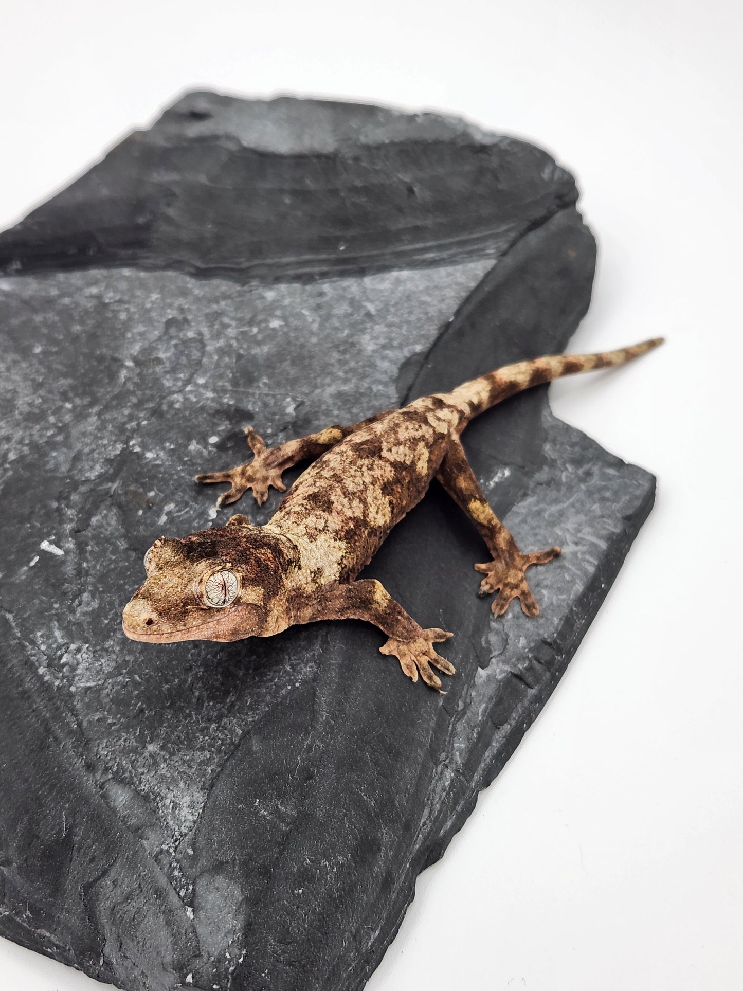 Chahoua Gecko - Possible Female PI DOB 01-08-24 (Kermit x Sophia)