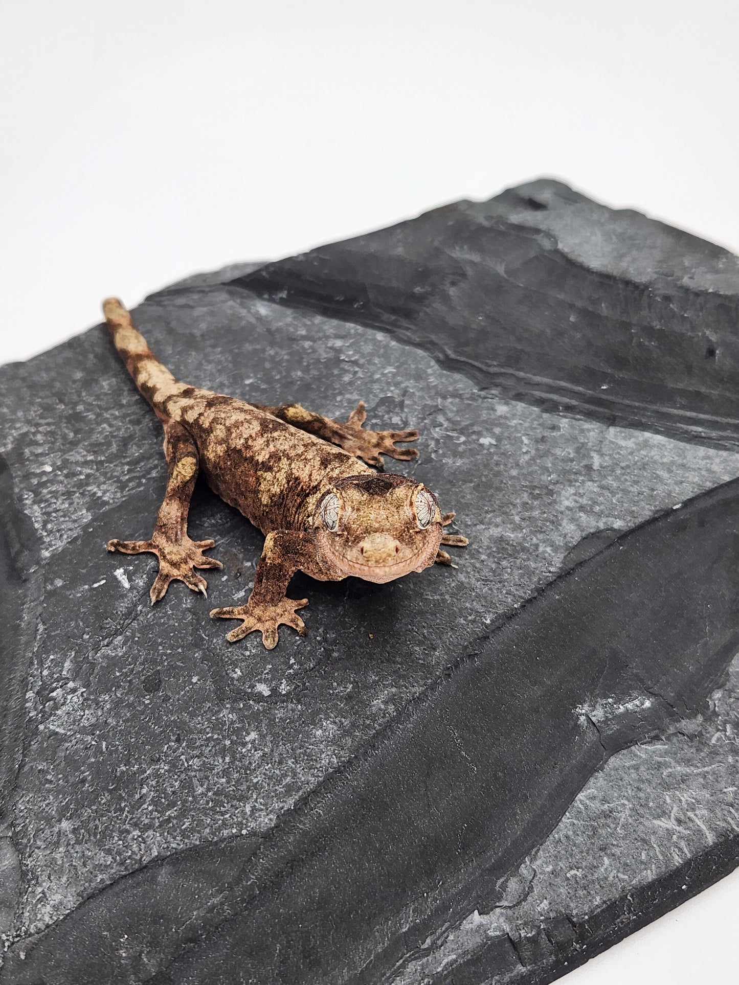 Chahoua Gecko - Possible Female PI DOB 01-08-24 (Kermit x Sophia)
