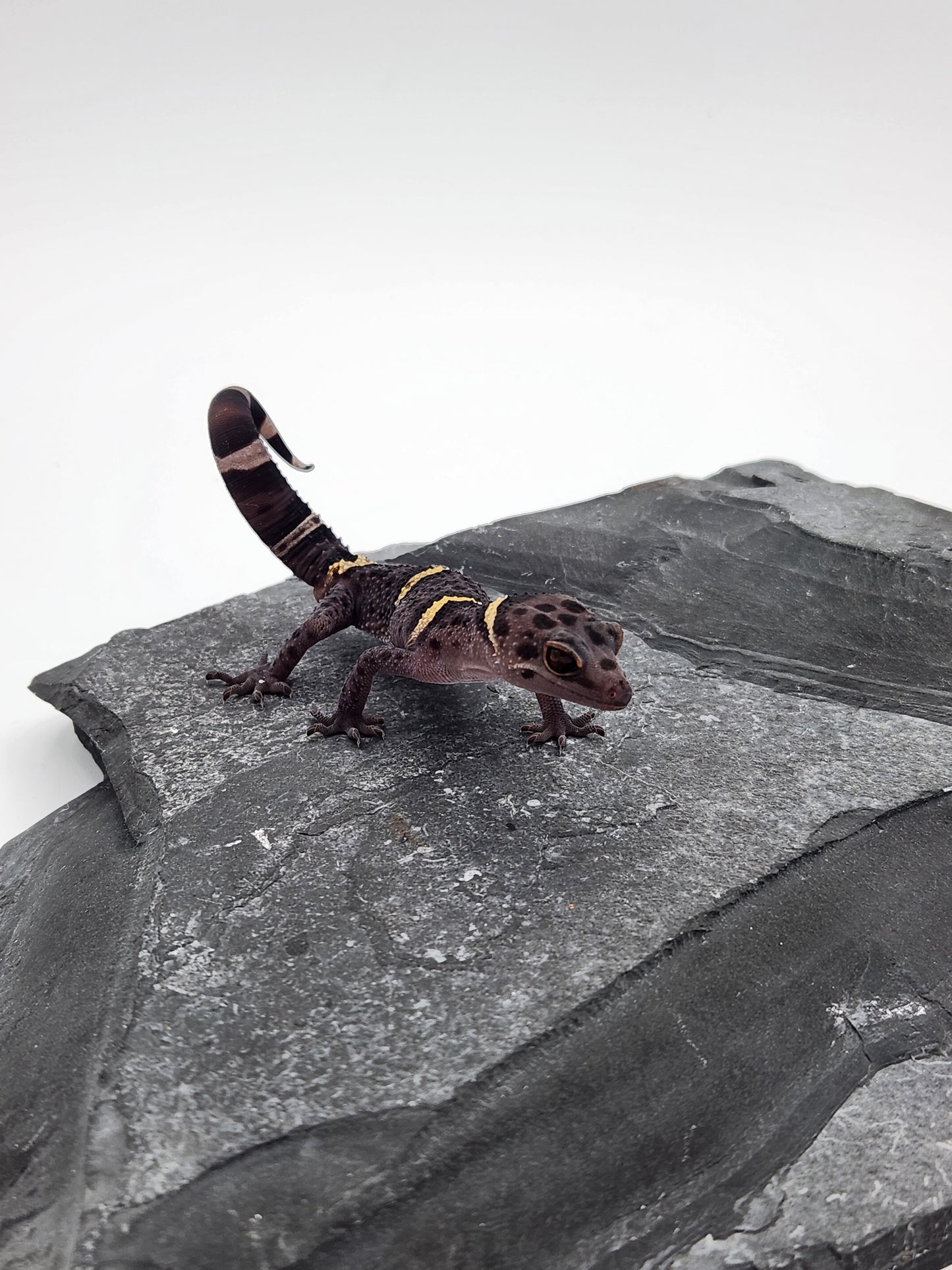 Chinese Cave Gecko - Male - Ross B #20