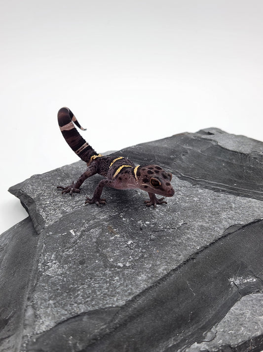 Chinese Cave Gecko - Male - Ross B #20