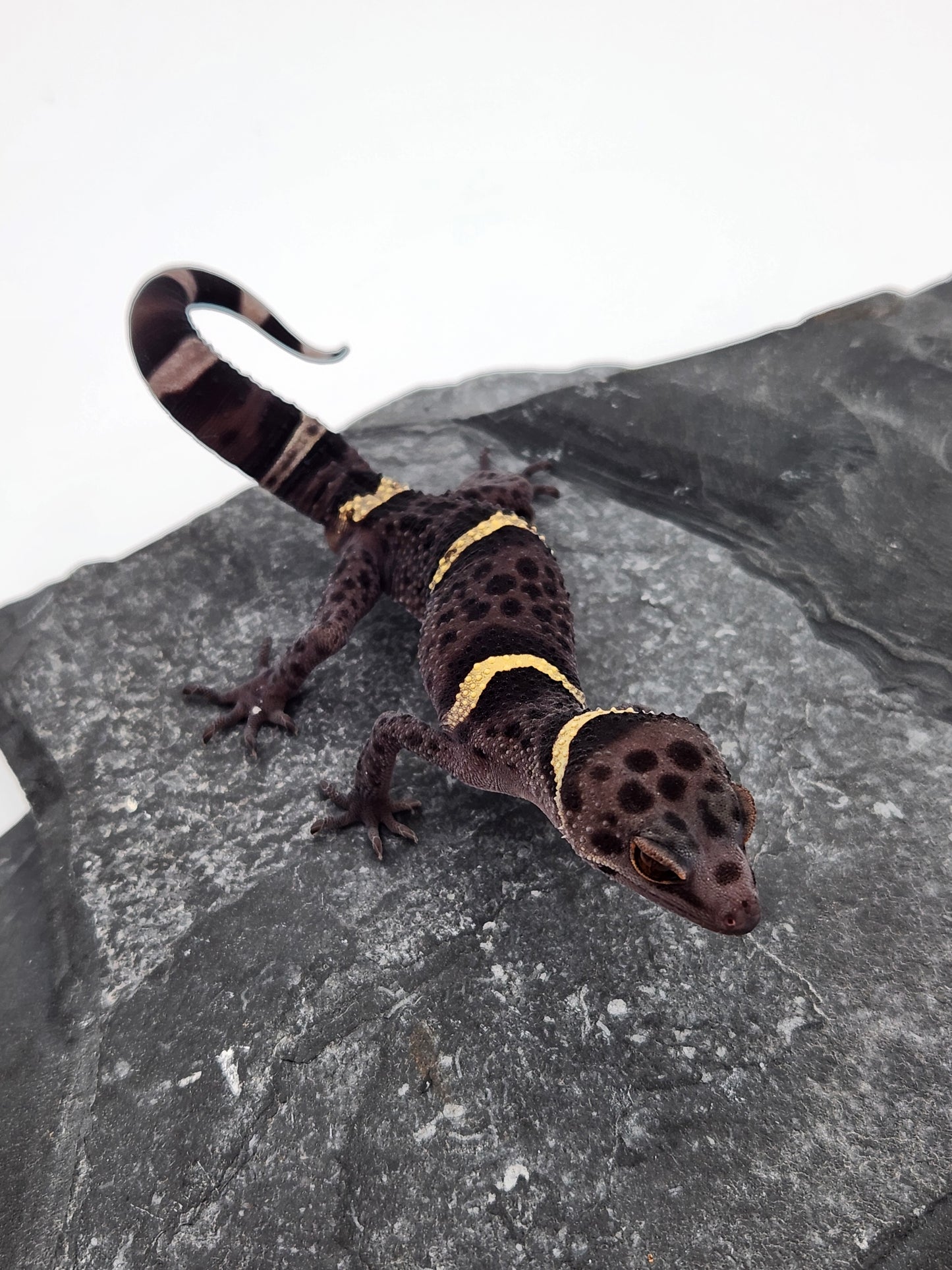 Chinese Cave Gecko - Male - Ross B #20
