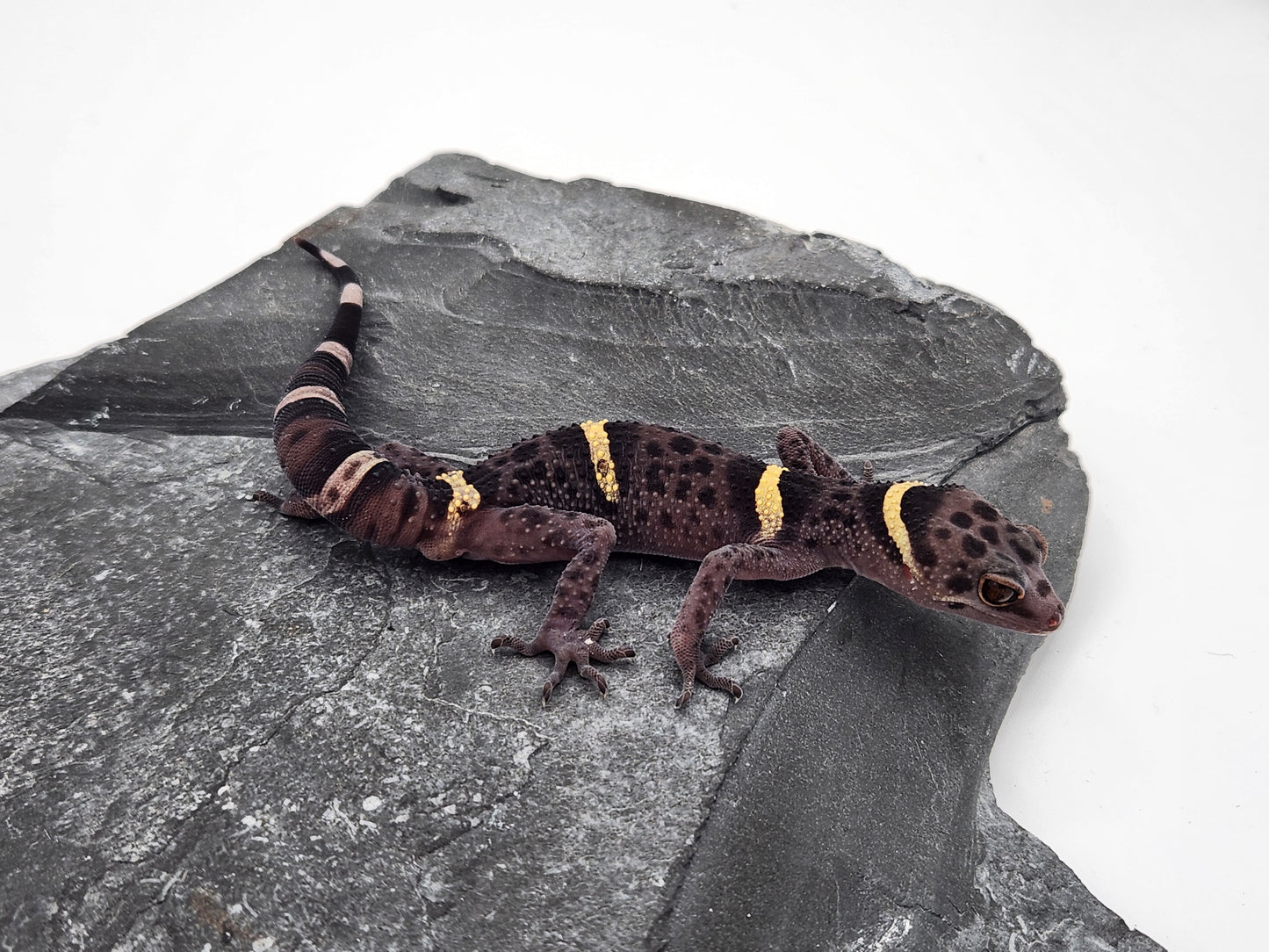 Chinese Cave Gecko - Male - Ross B #20