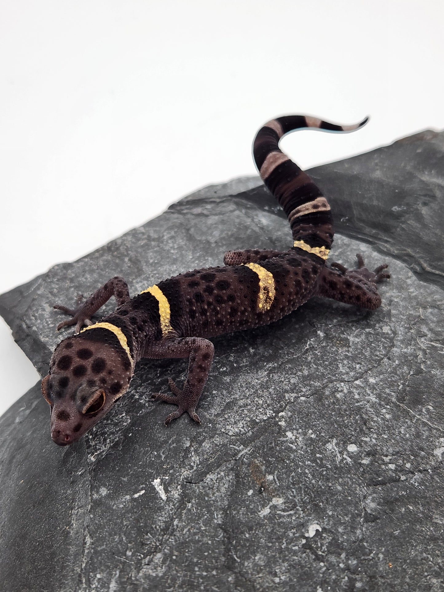 Chinese Cave Gecko - Male - Ross B #20