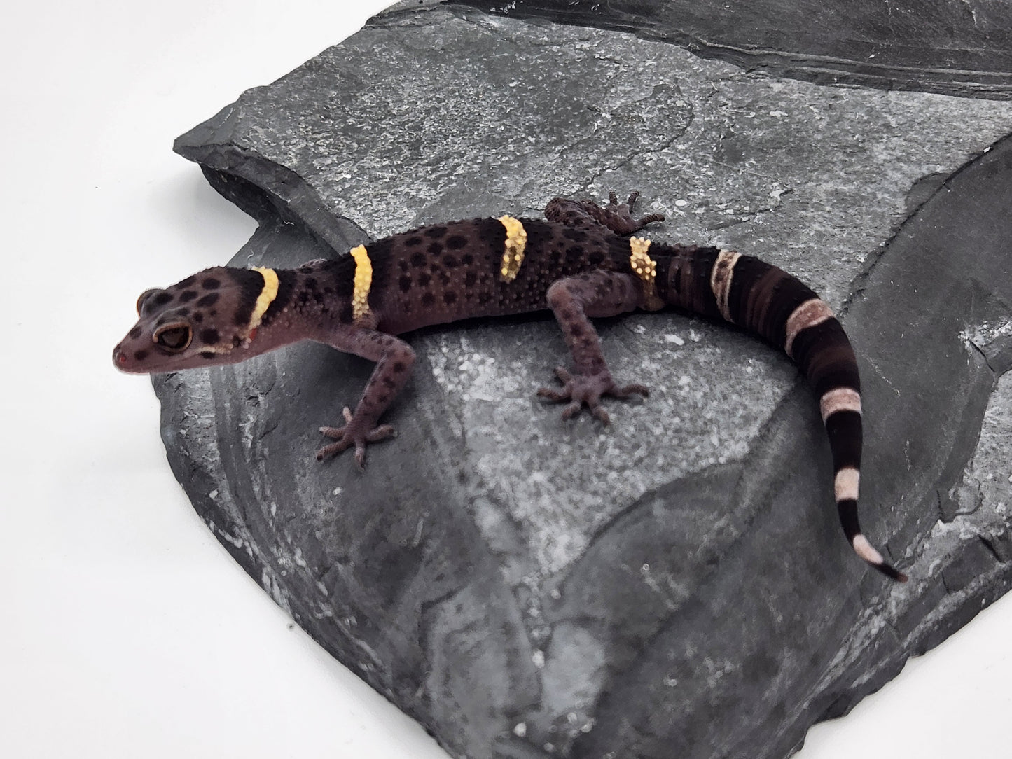 Chinese Cave Gecko - Male - Ross B #20