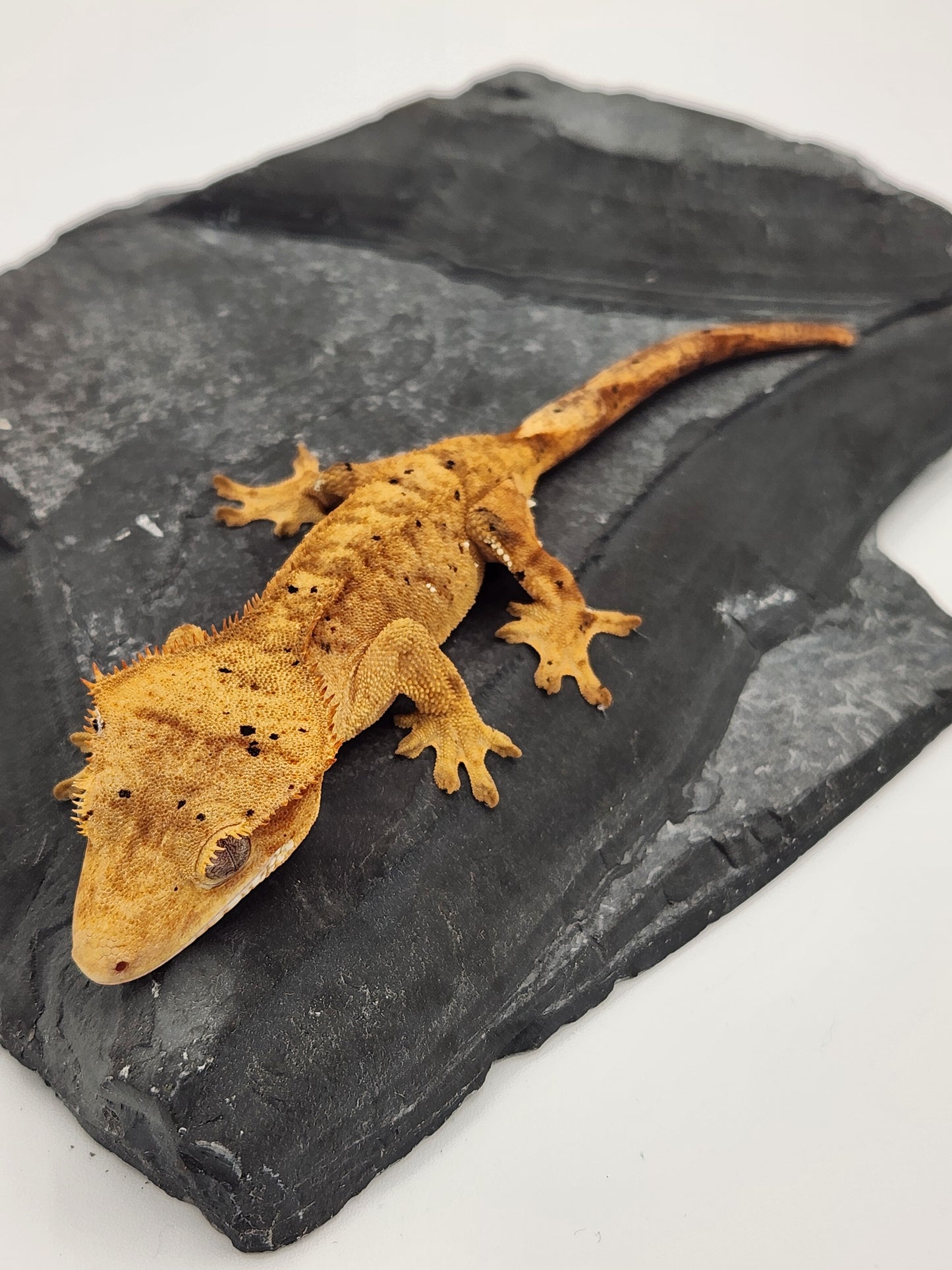 Crested Gecko - Female DOB 09-11-23 (Dot x Spot #3)