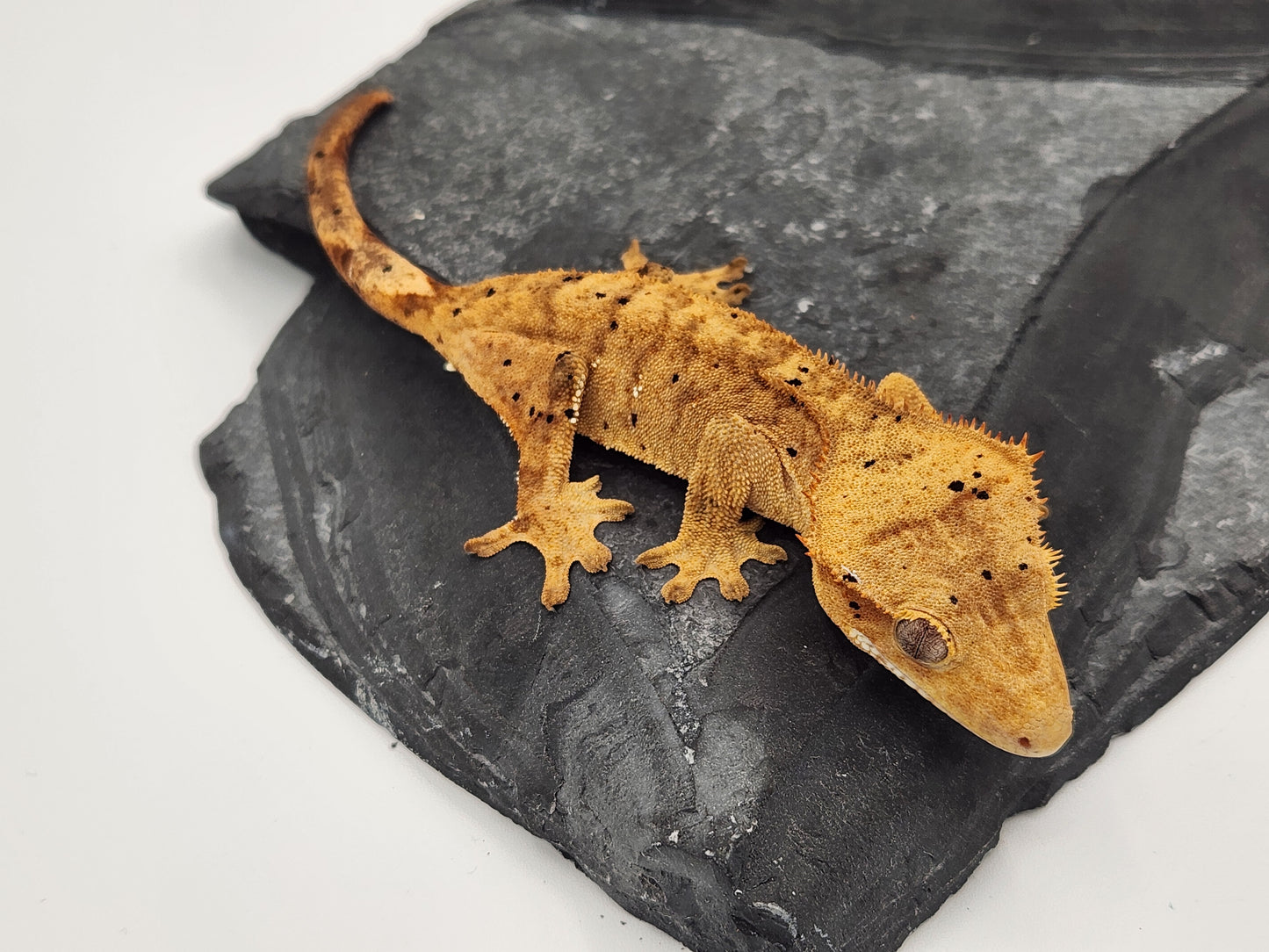Crested Gecko - Female DOB 09-11-23 (Dot x Spot #3)